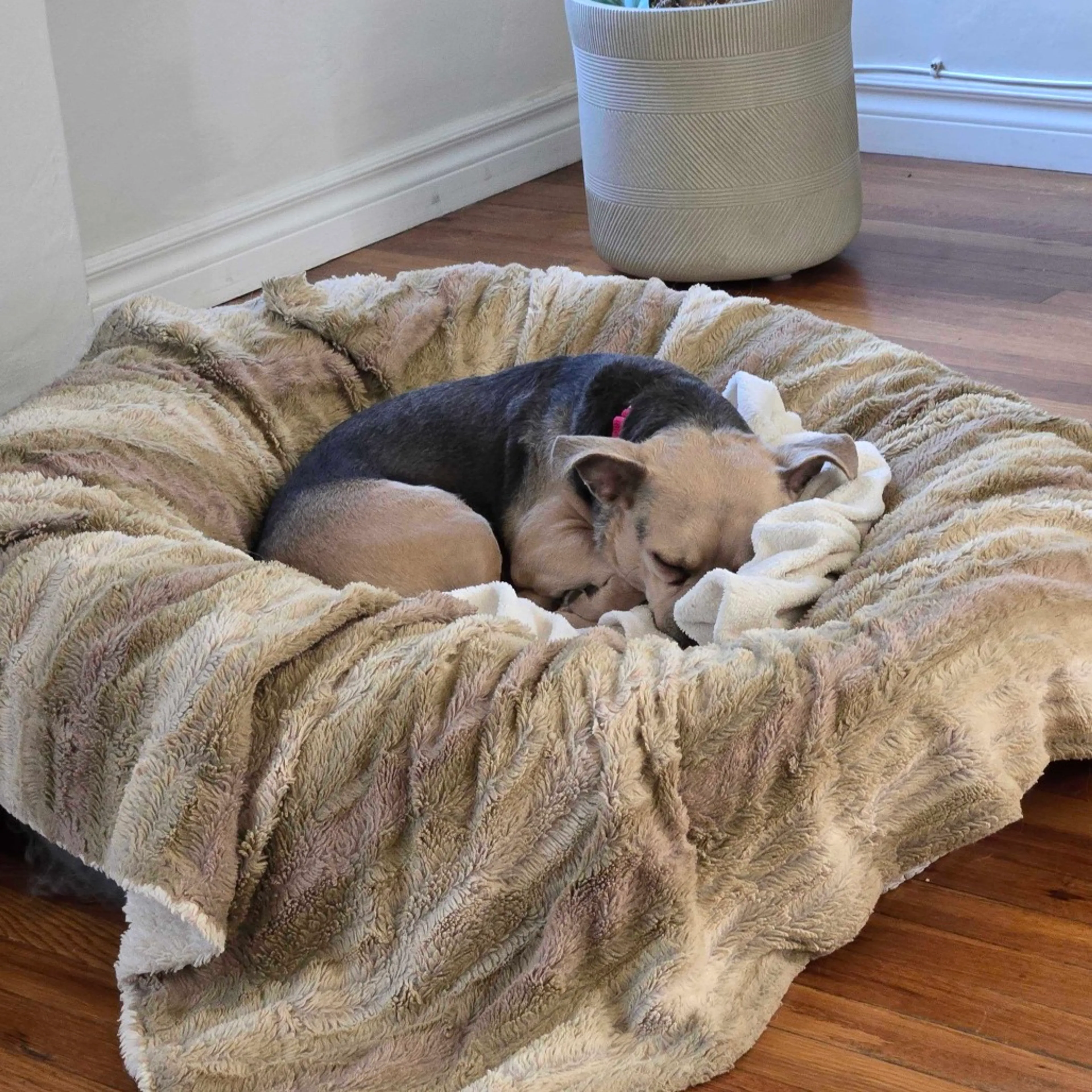 Found pet-6
