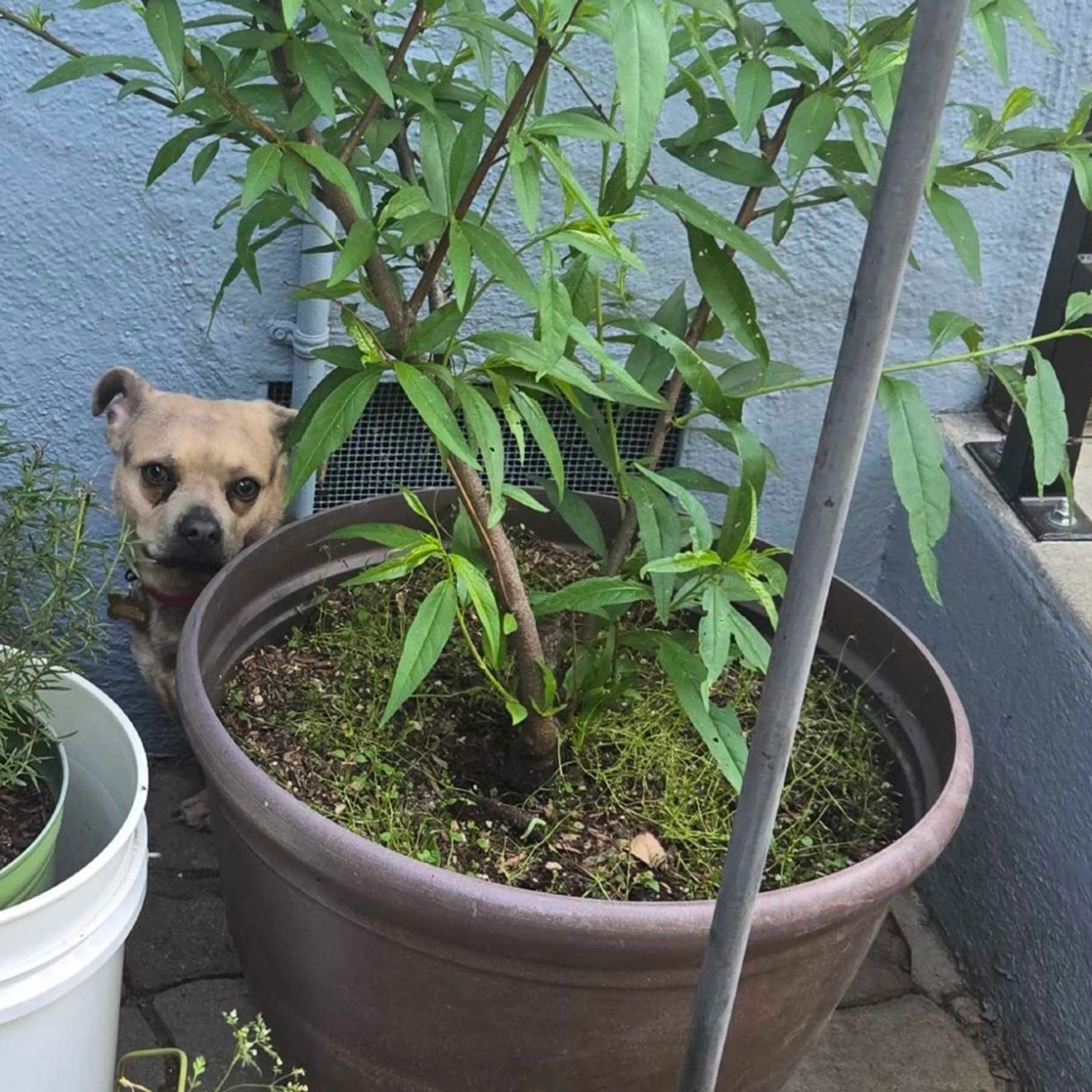 Found pet-5