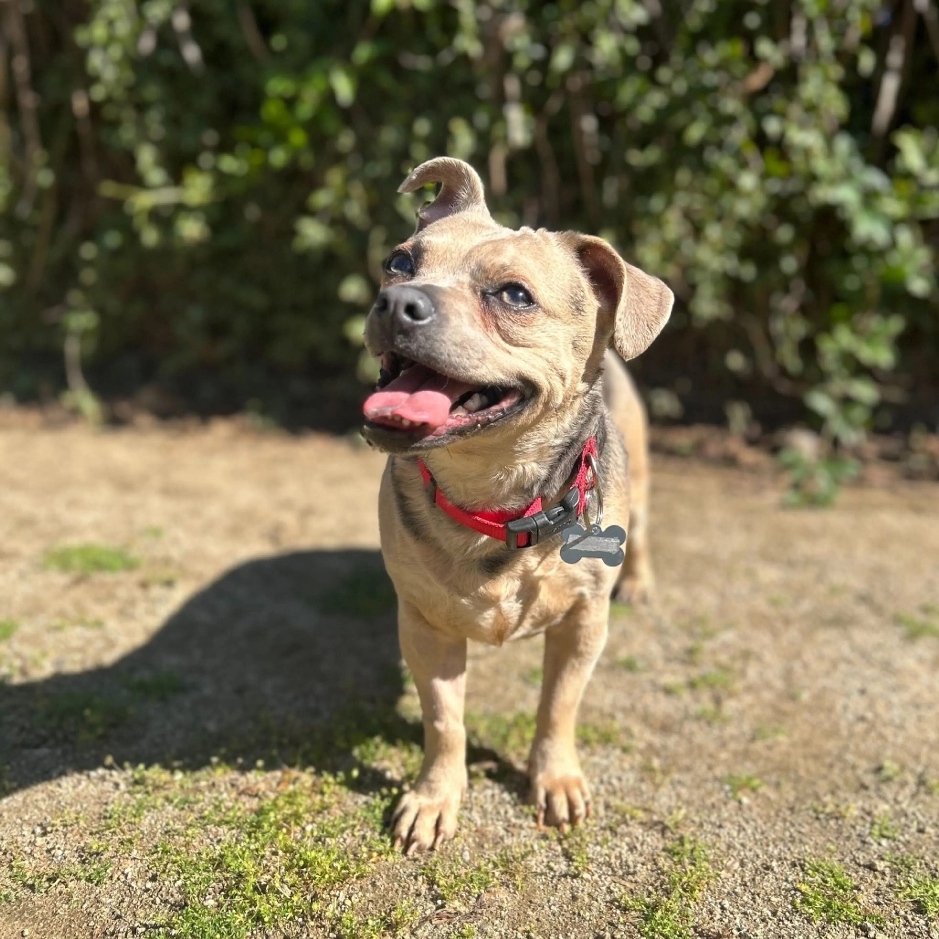 Found pet-2