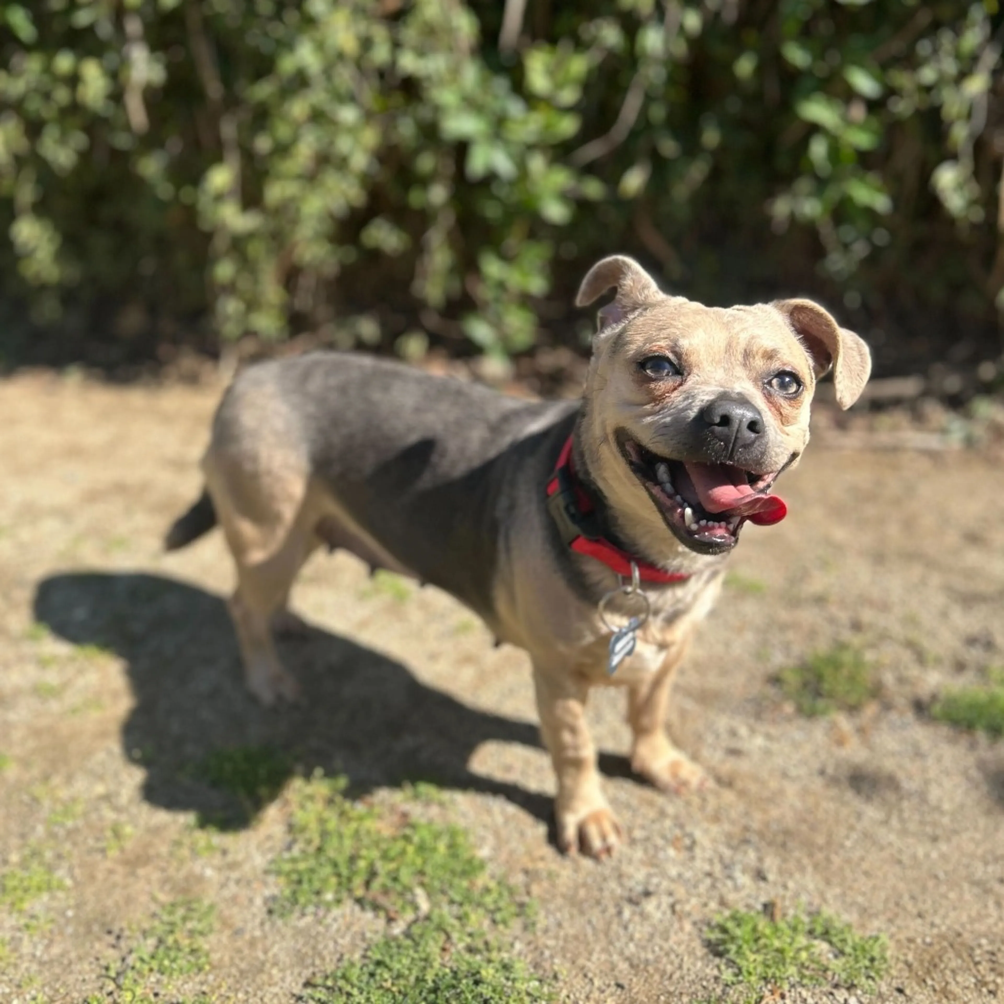 Found pet-4