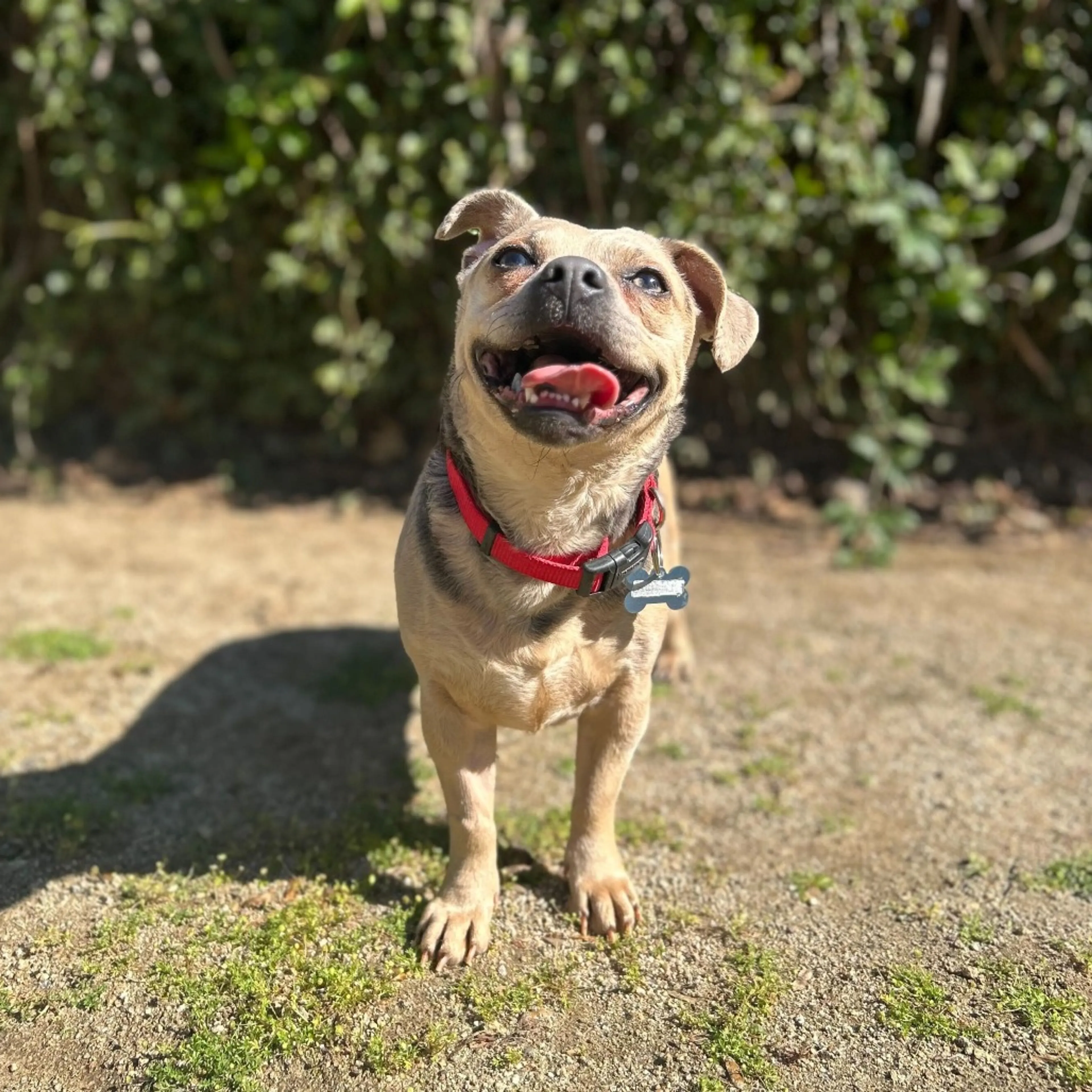 Found pet-1