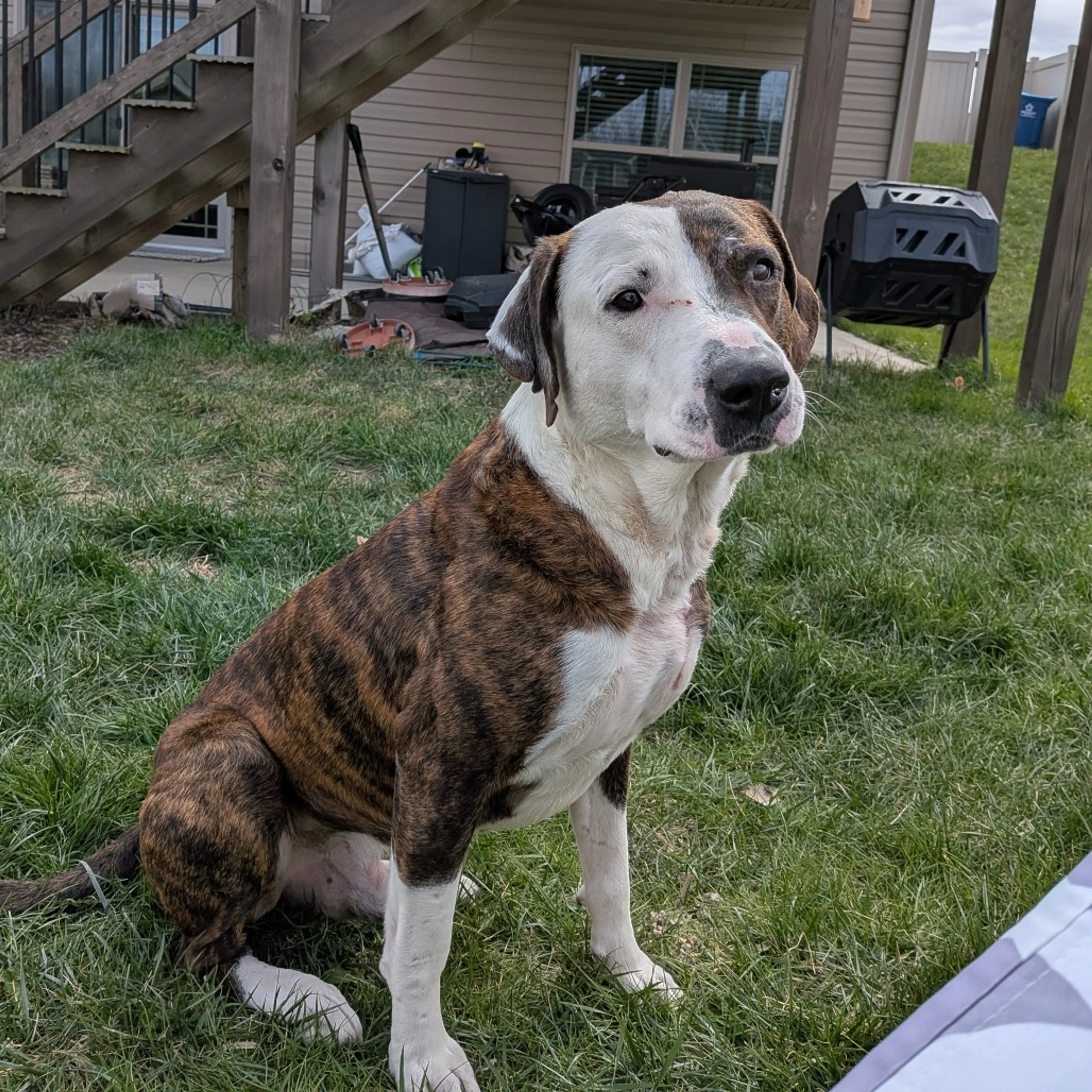Found pet-2