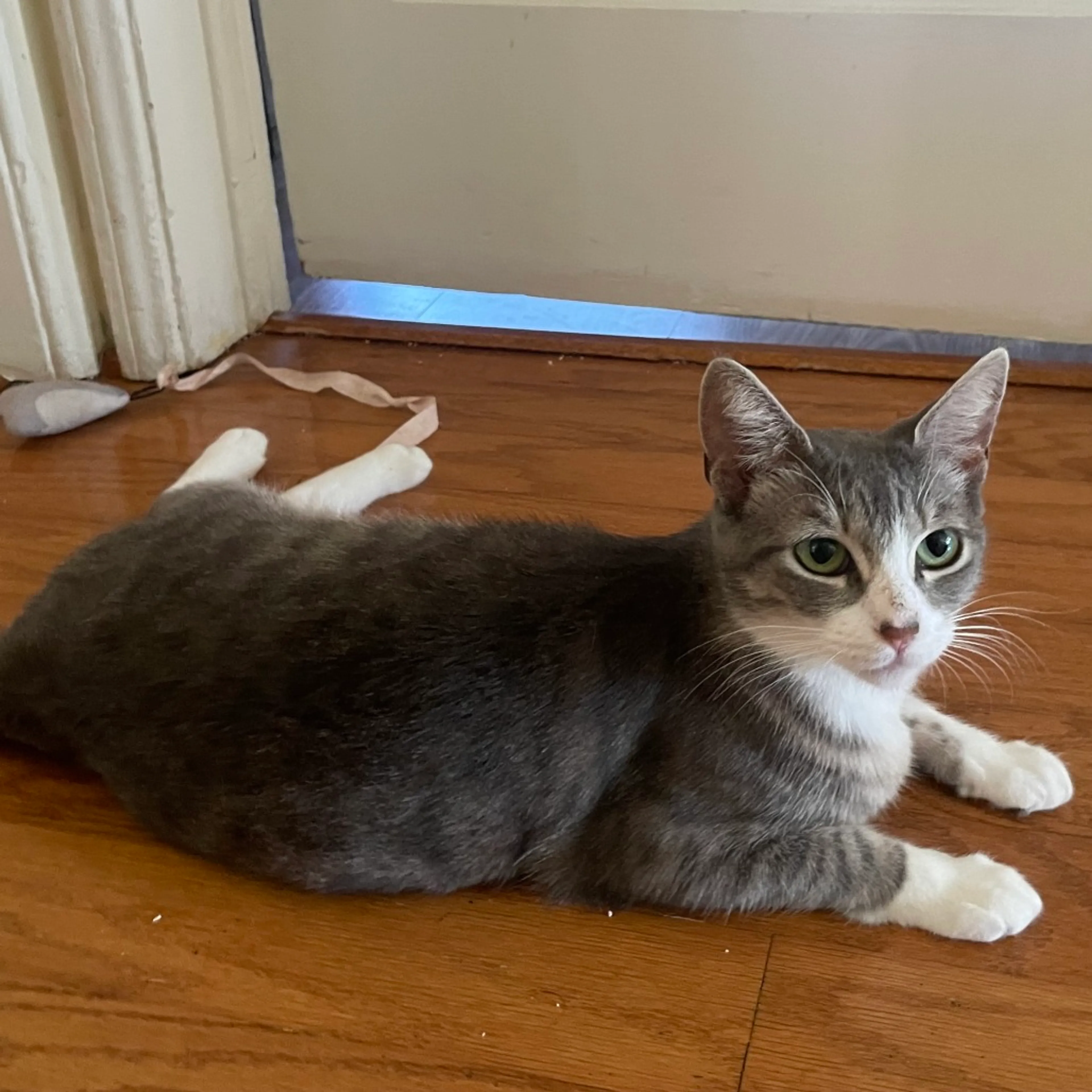Found pet-3