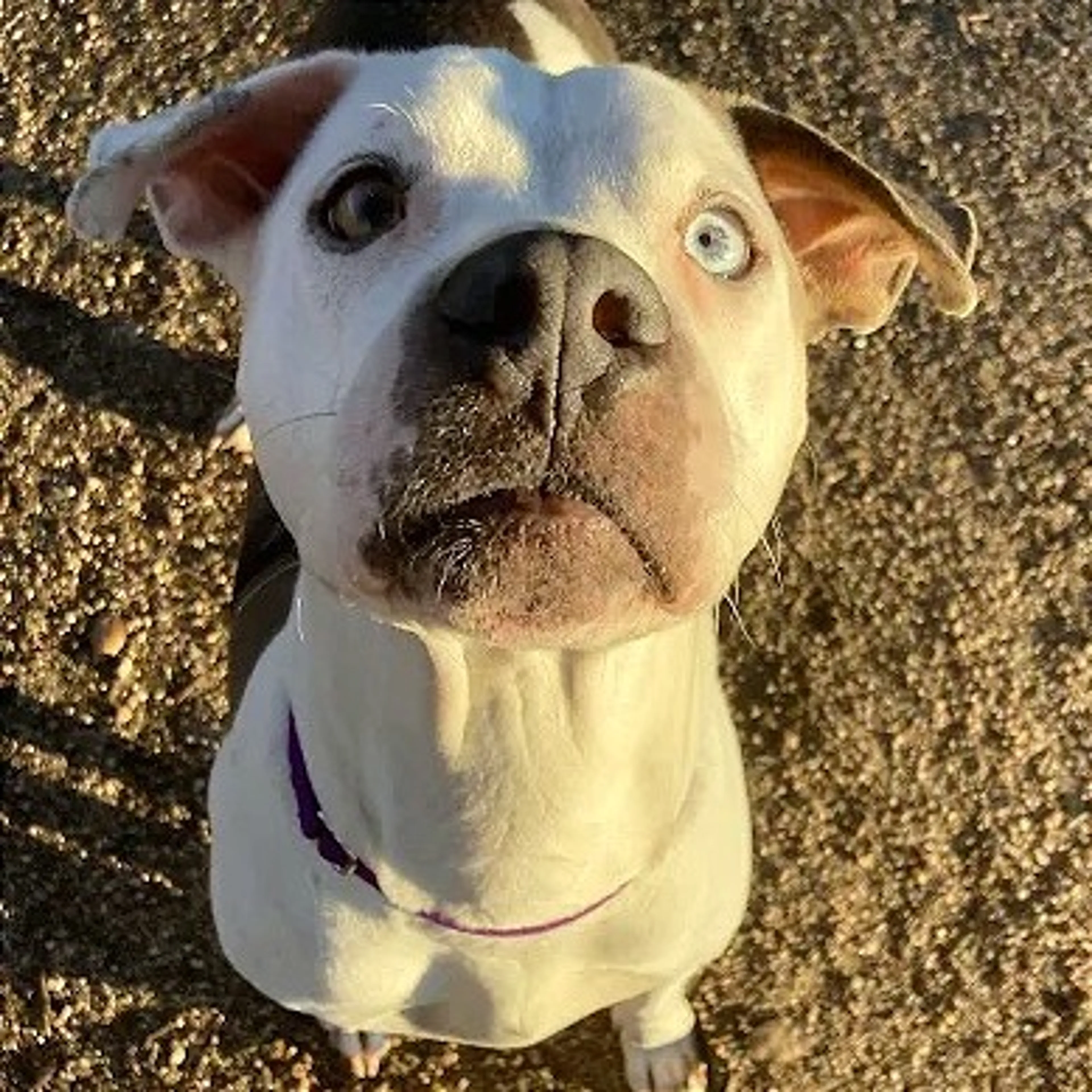 Found pet-3