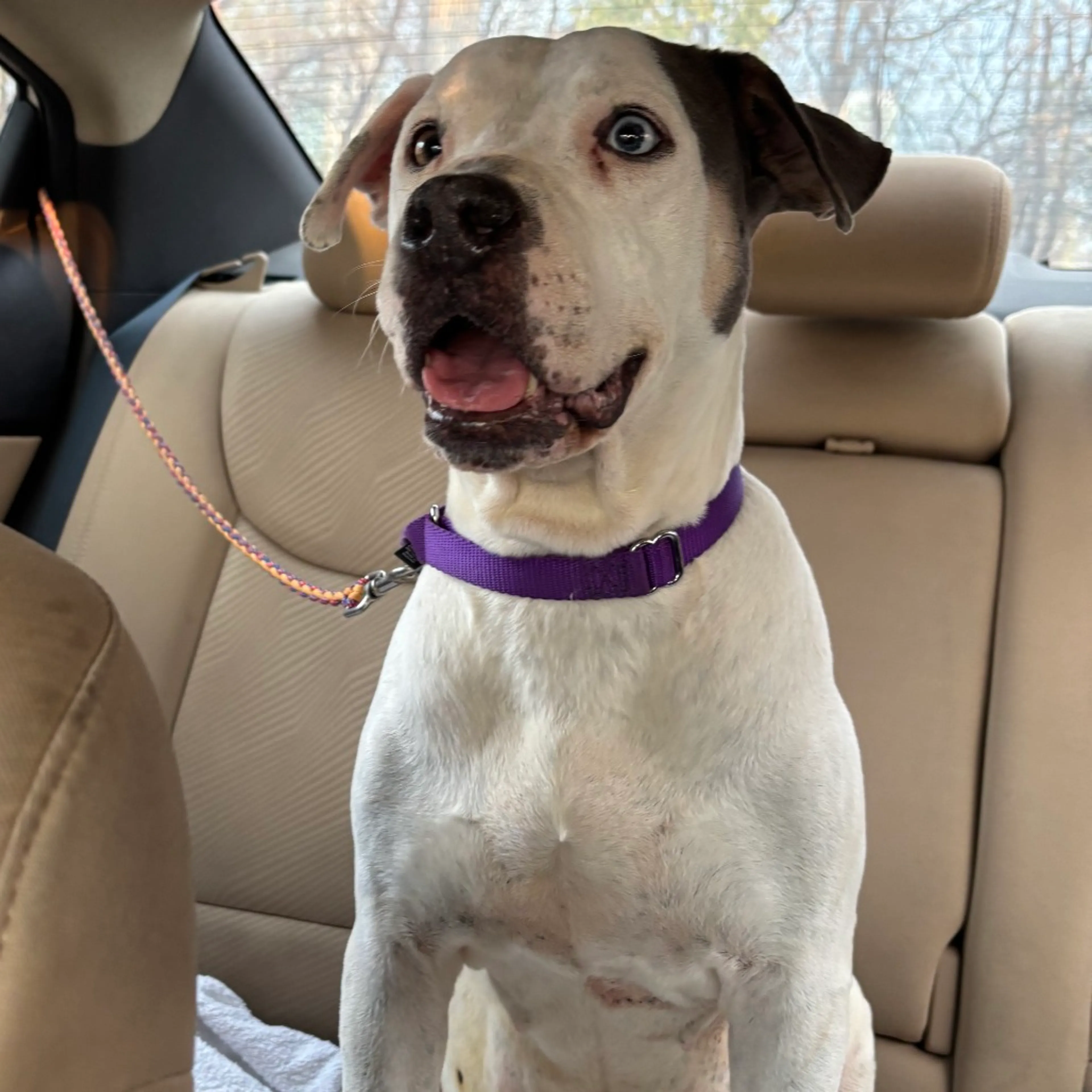 Found pet-1