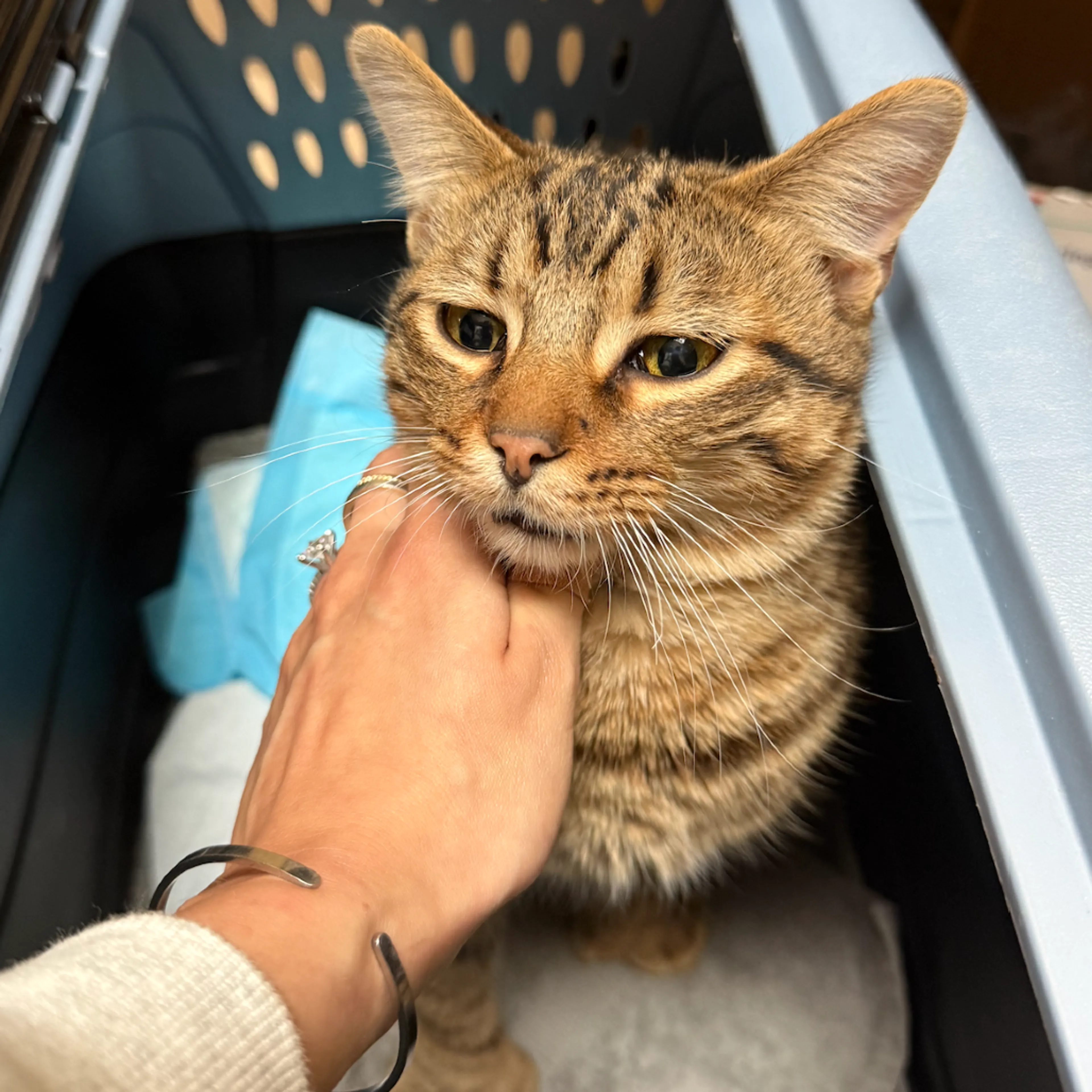 Found pet-1