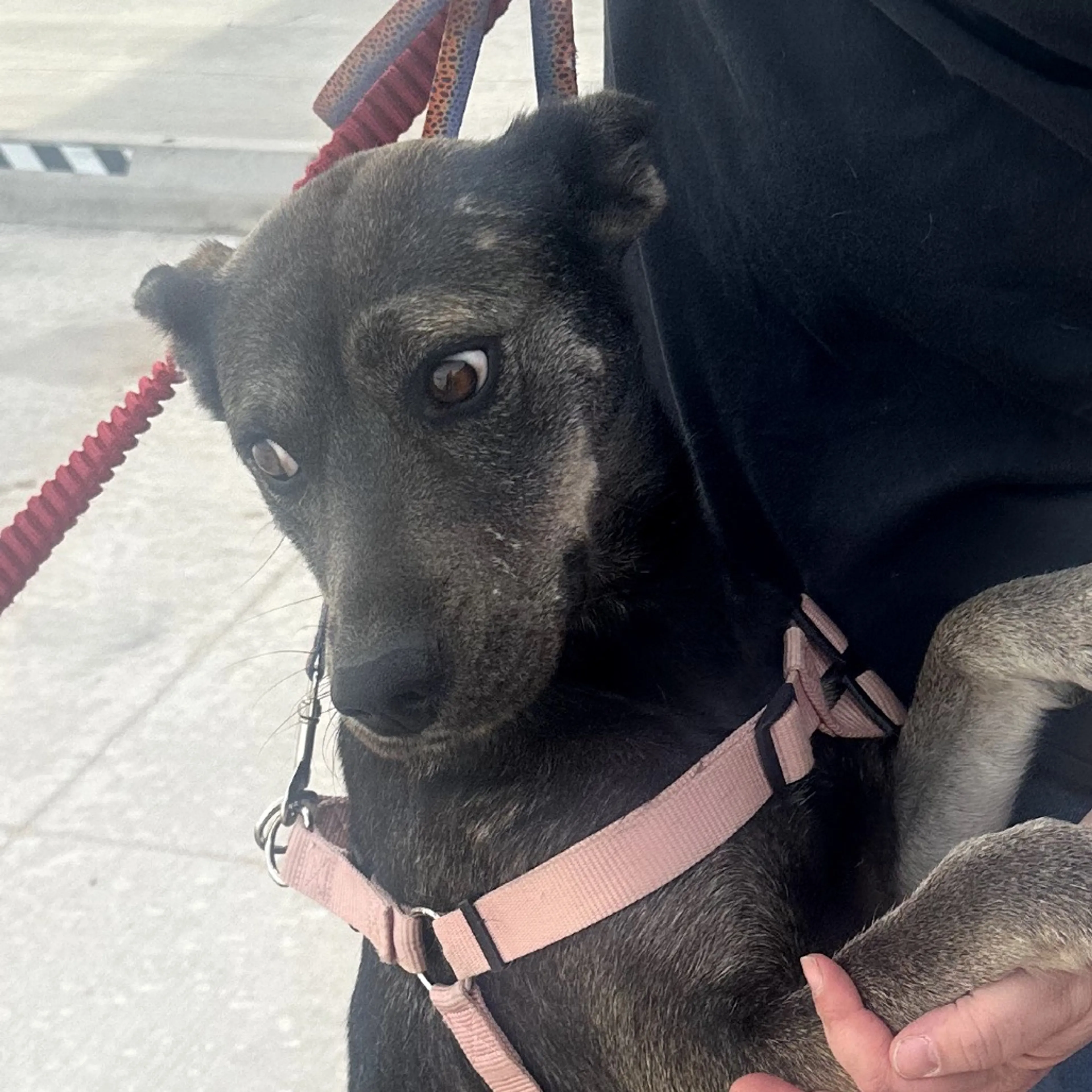 Found pet-1