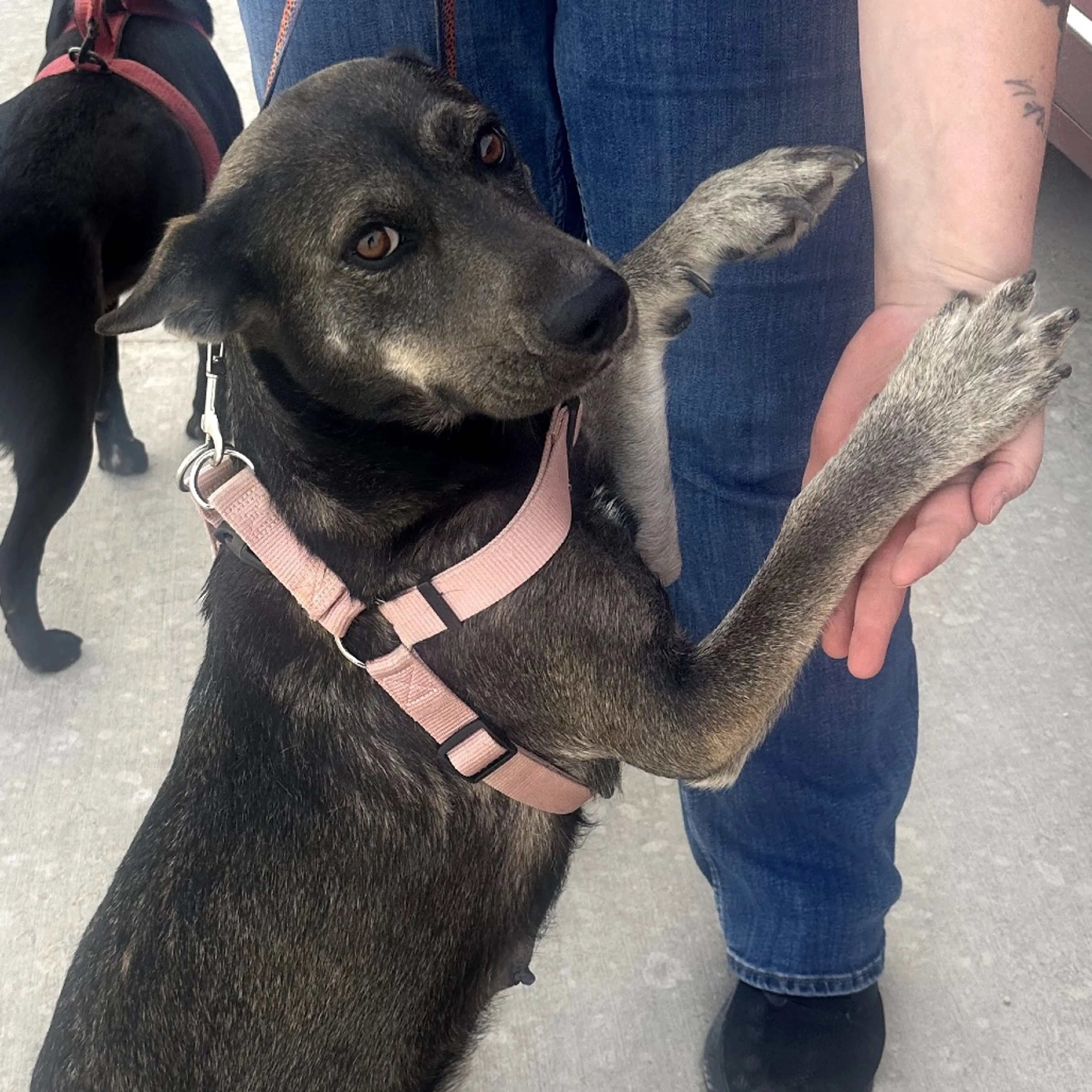Found pet-2