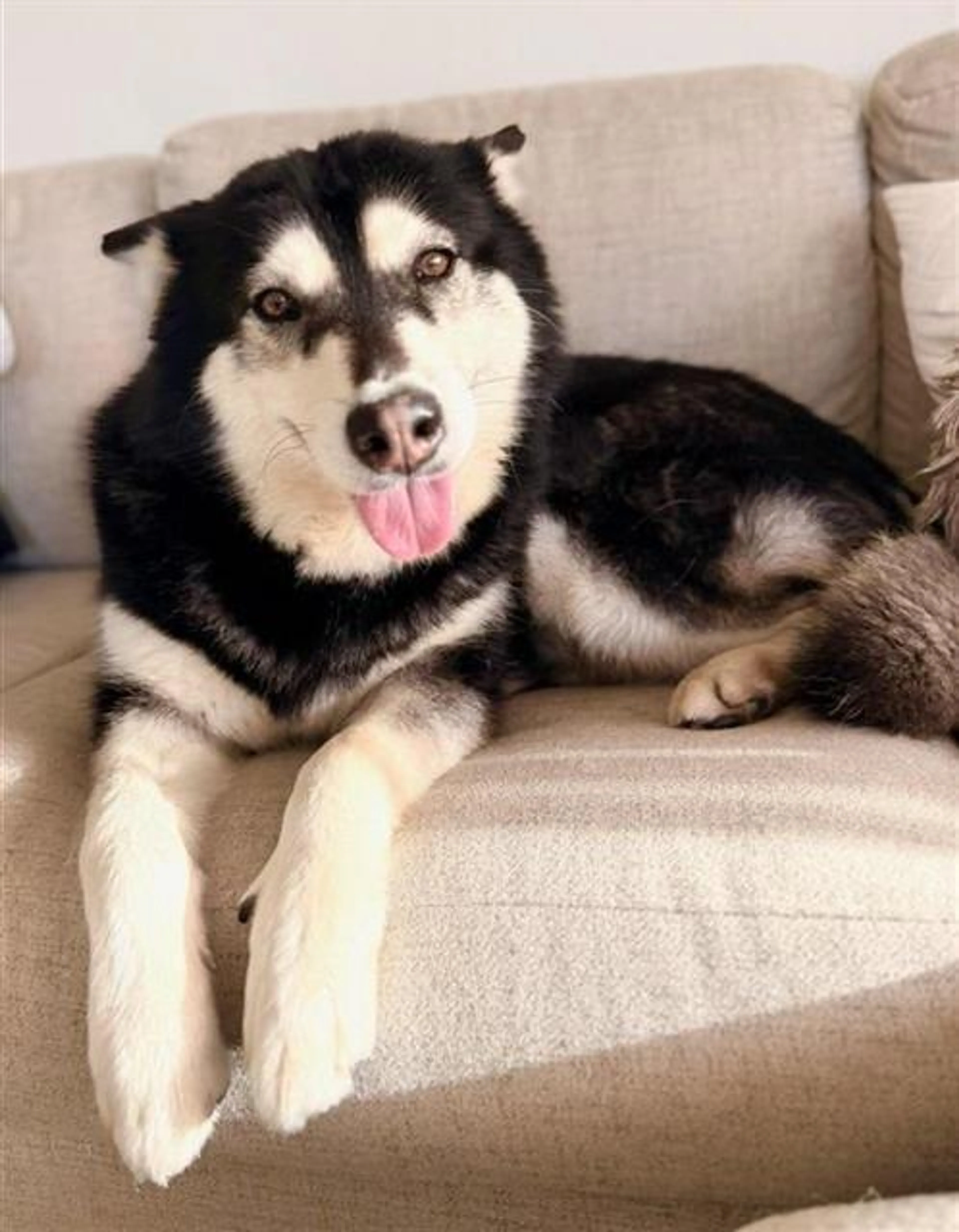 Found pet