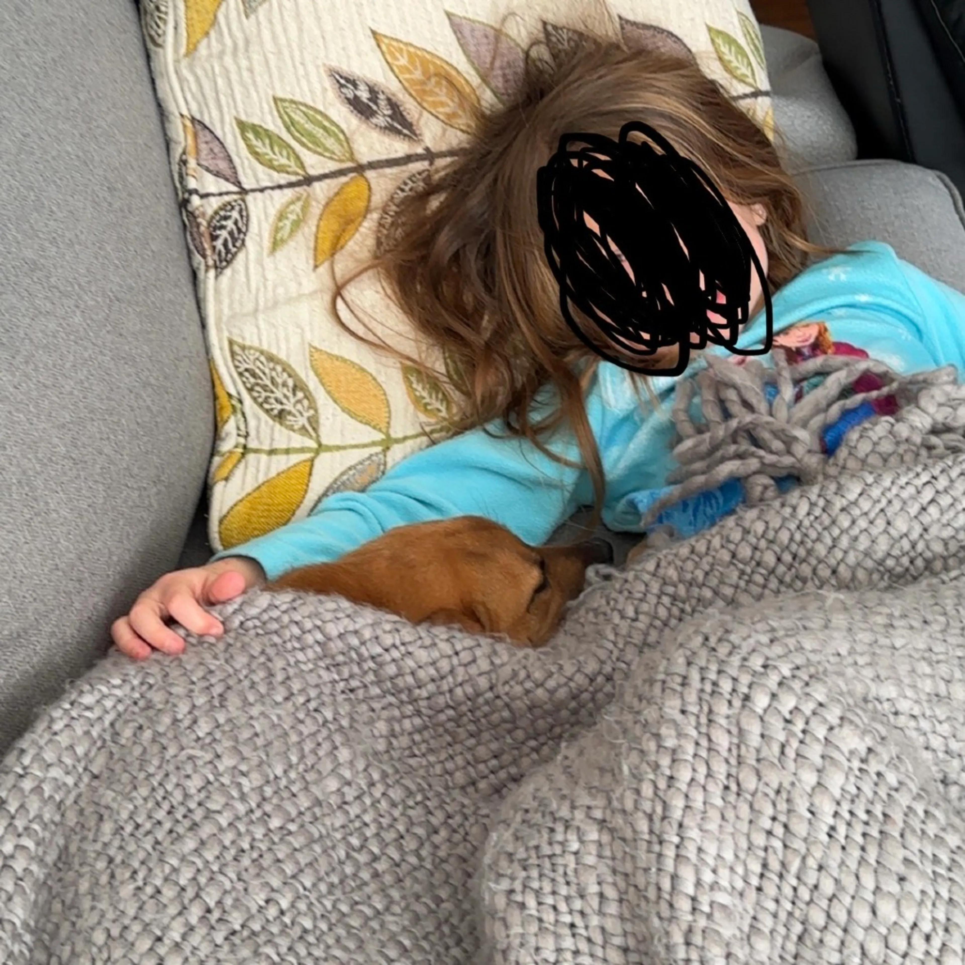 Found pet-11