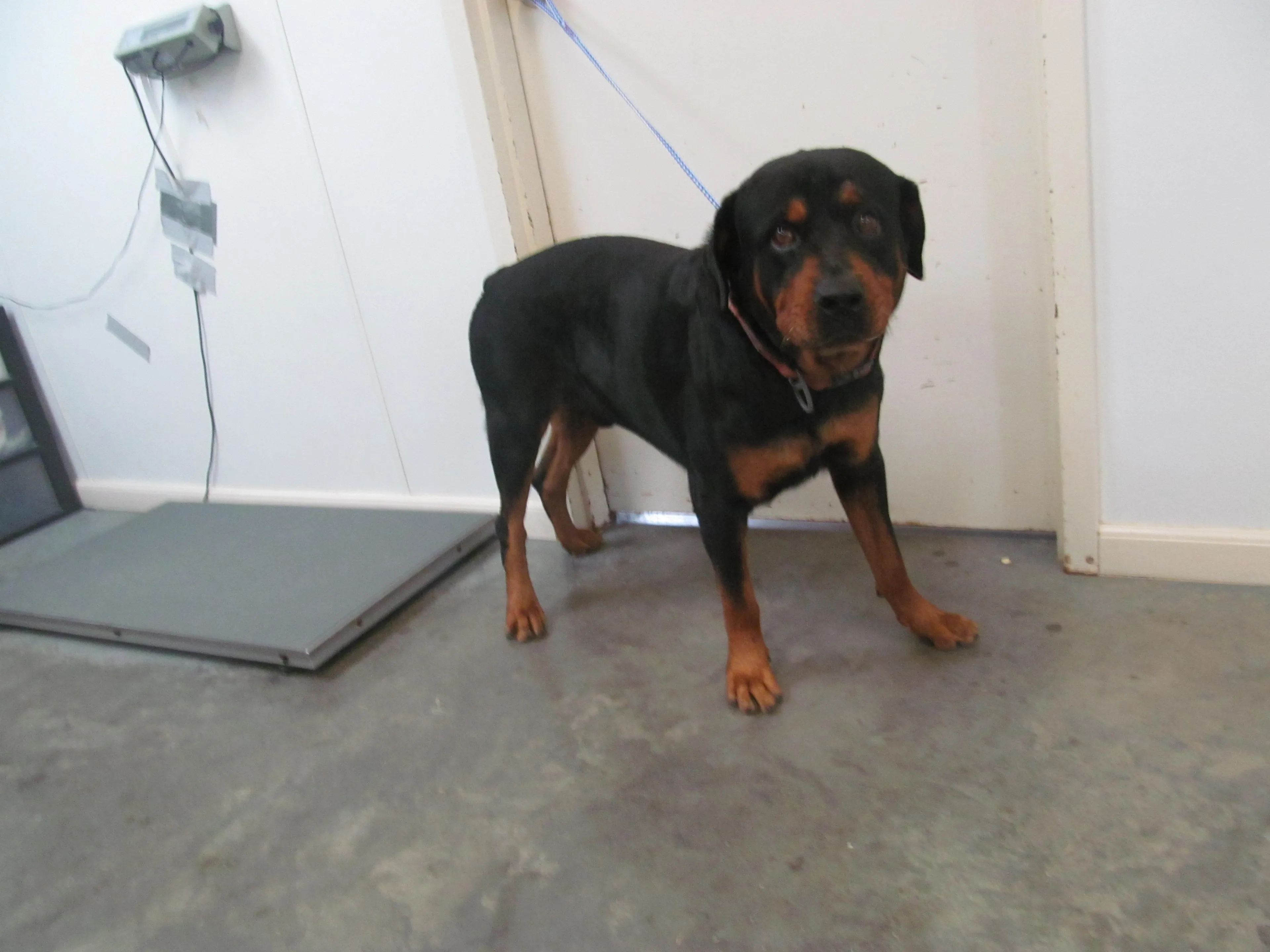 Found pet