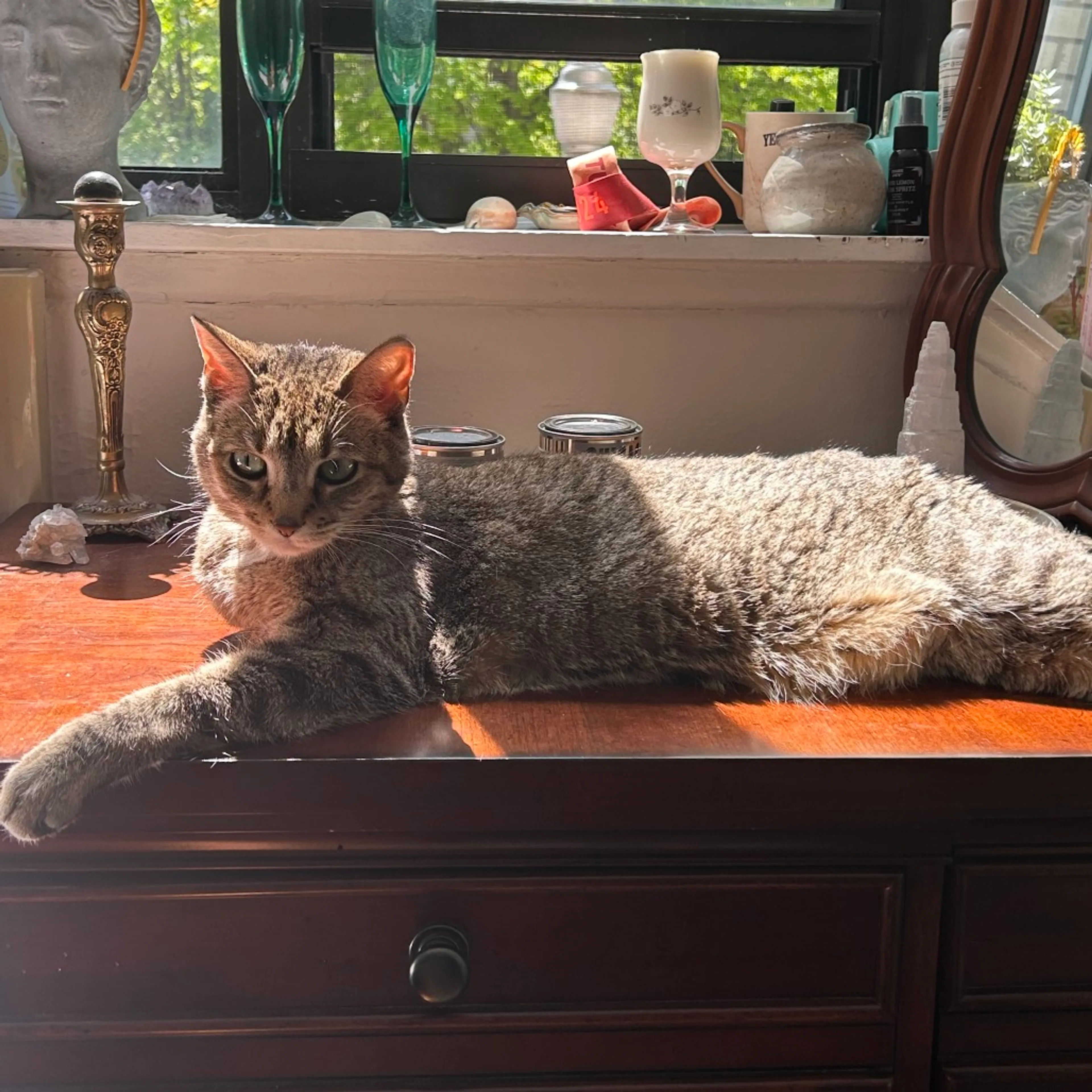 Found pet-0