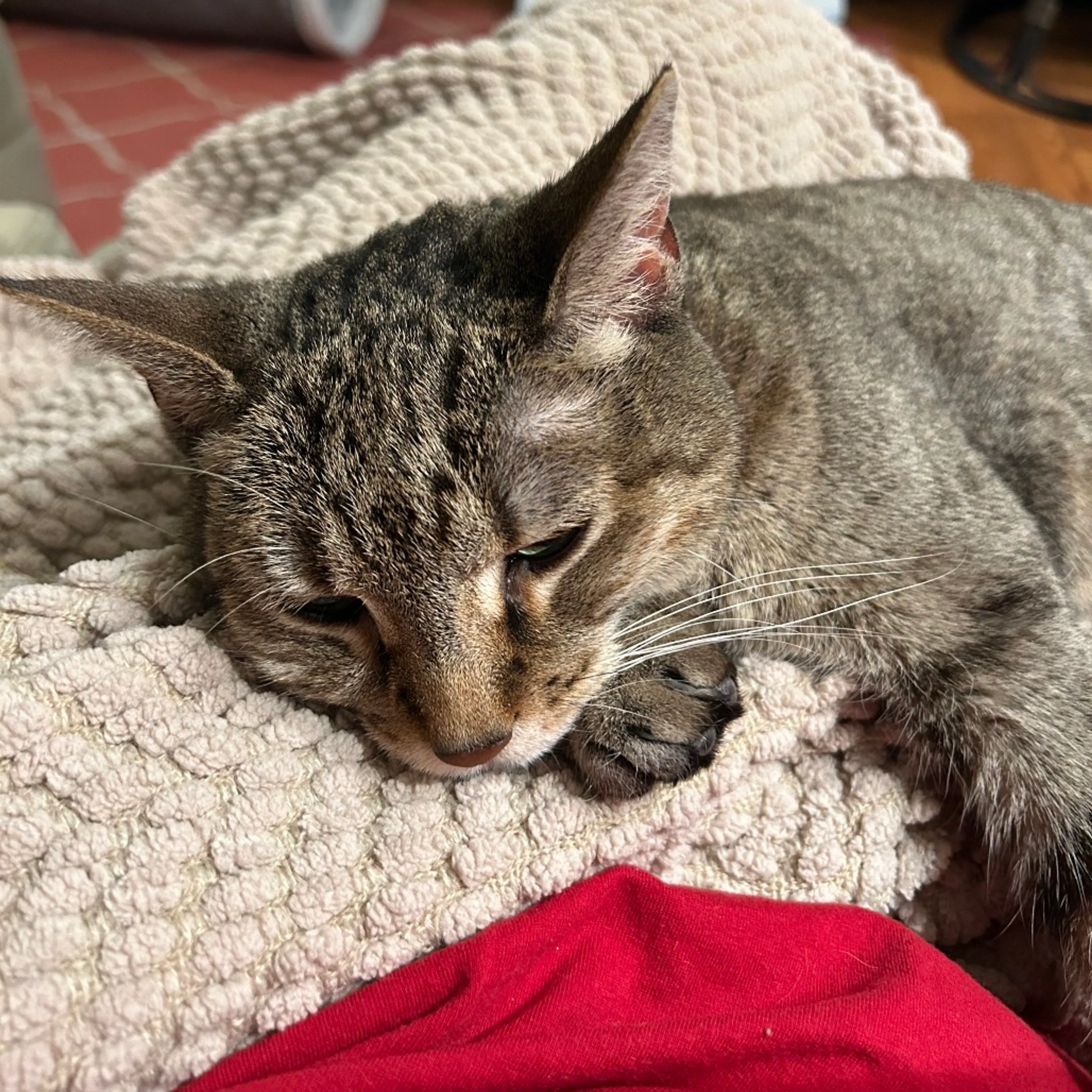 Found pet-8