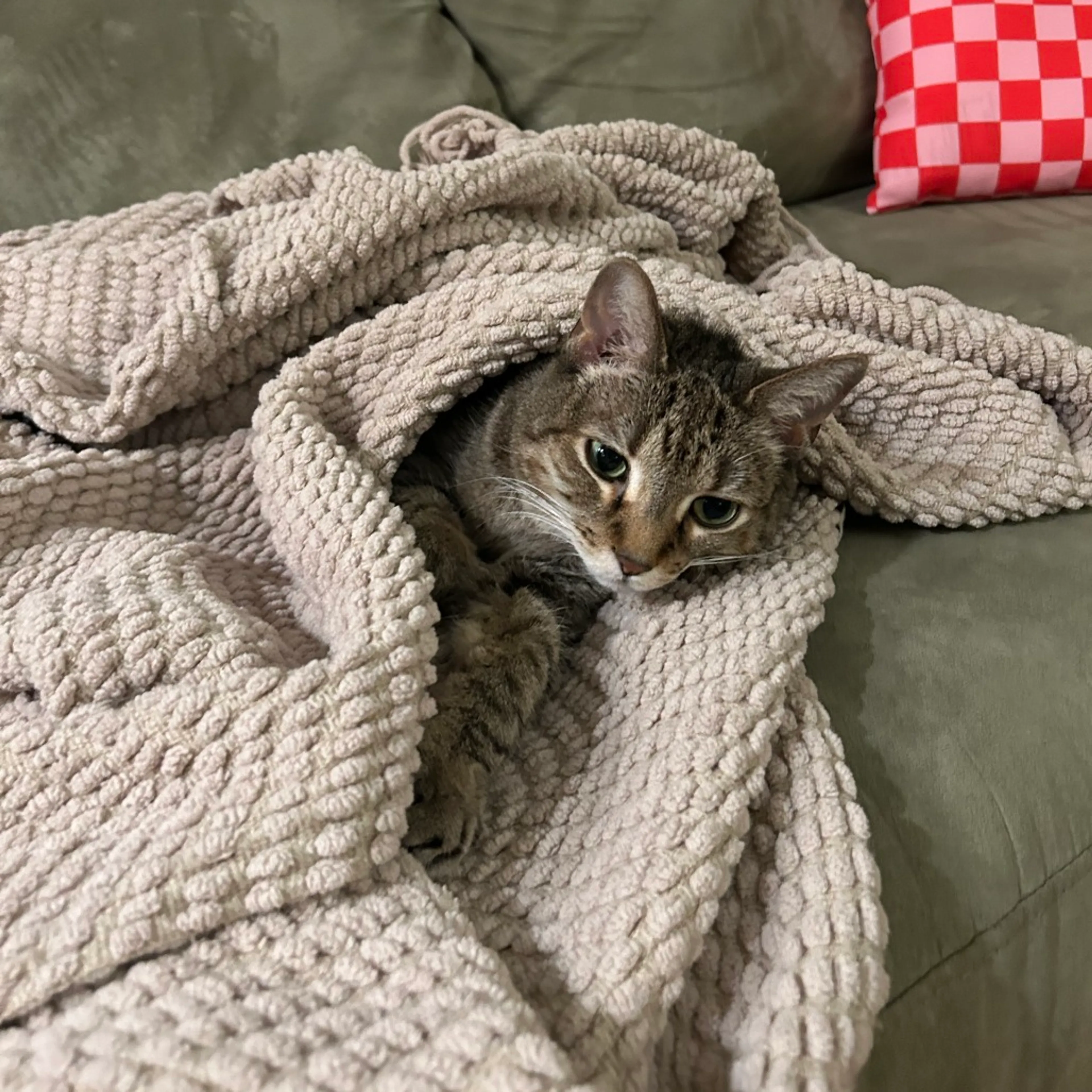 Found pet-9