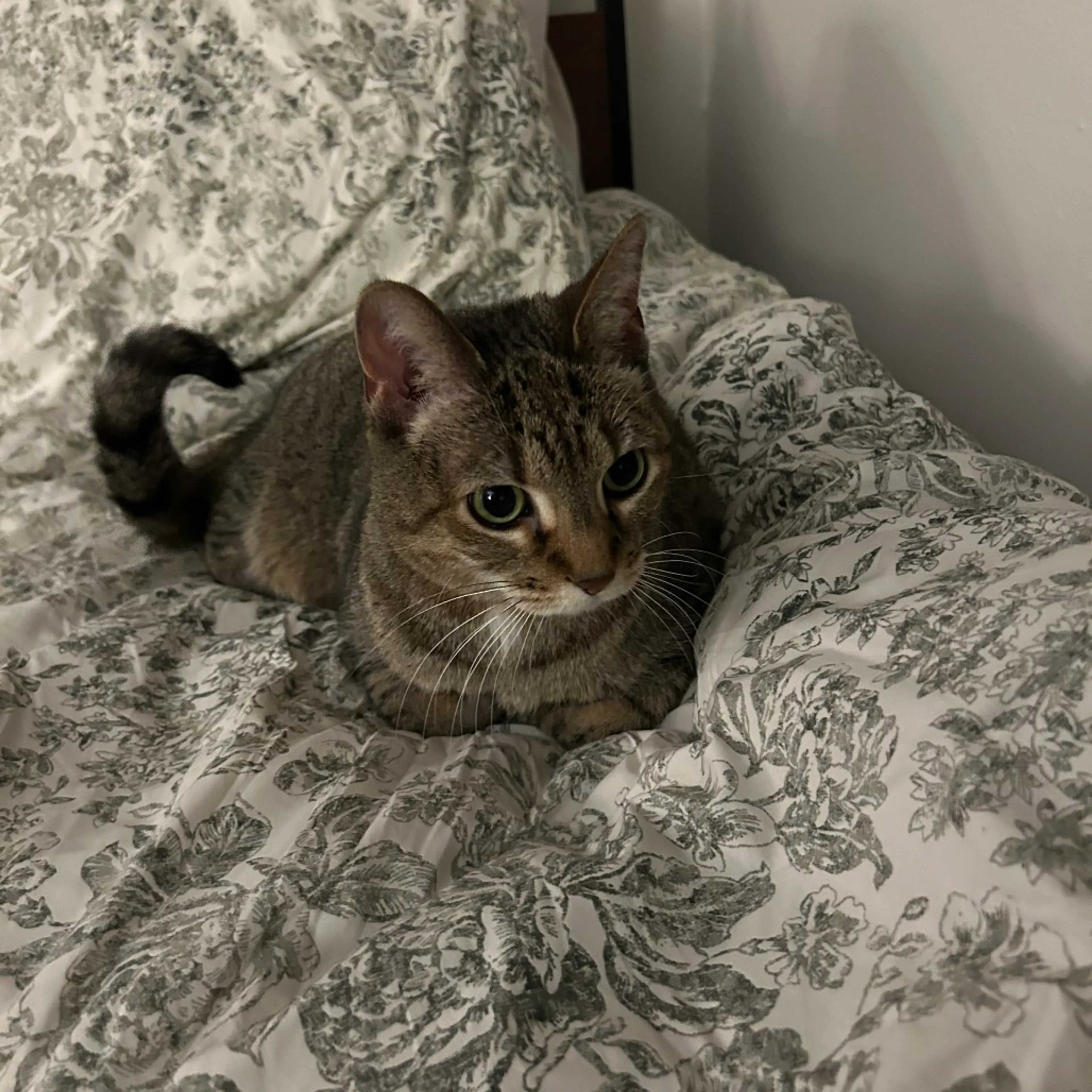 Found pet-7