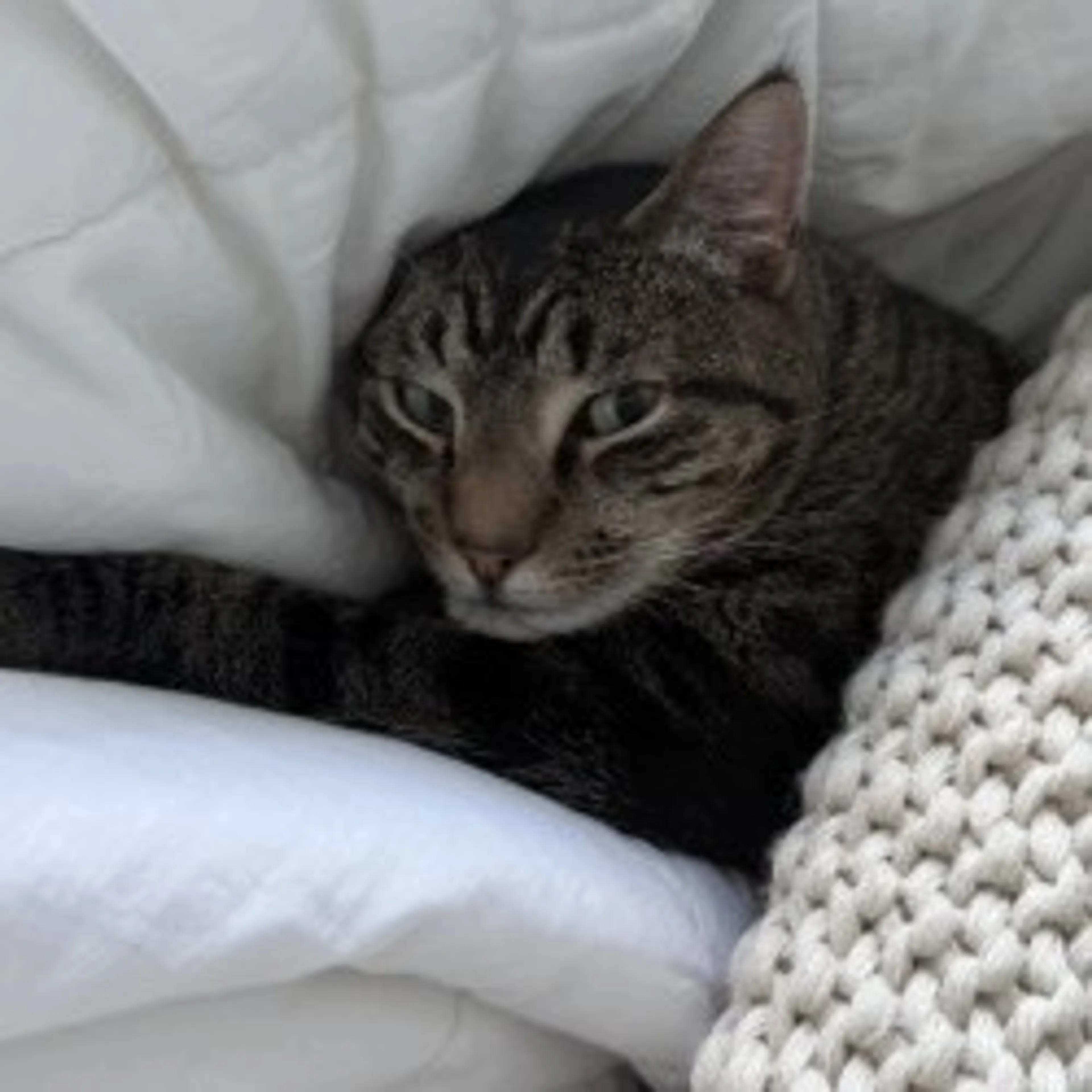 Found pet-18