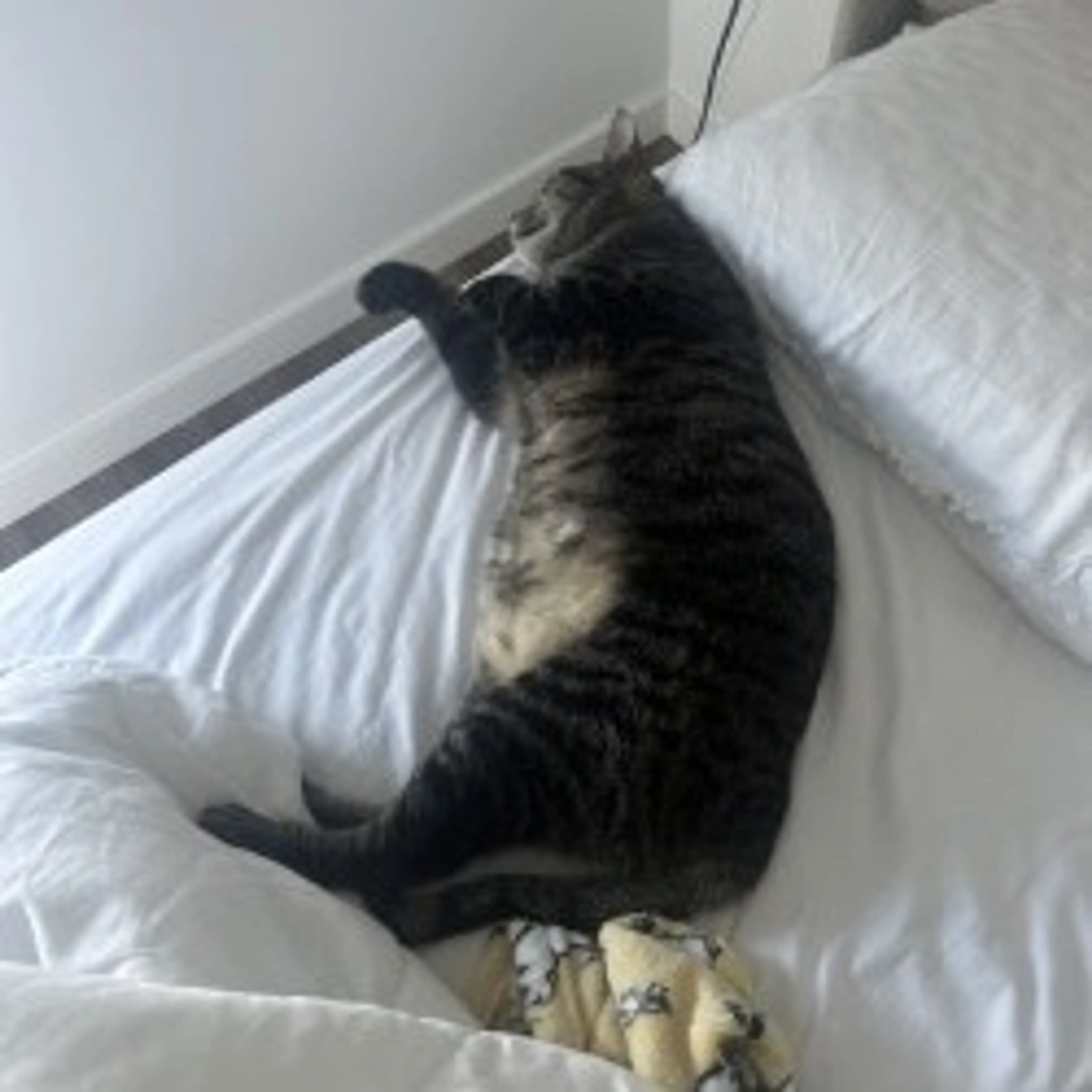 Found pet-20
