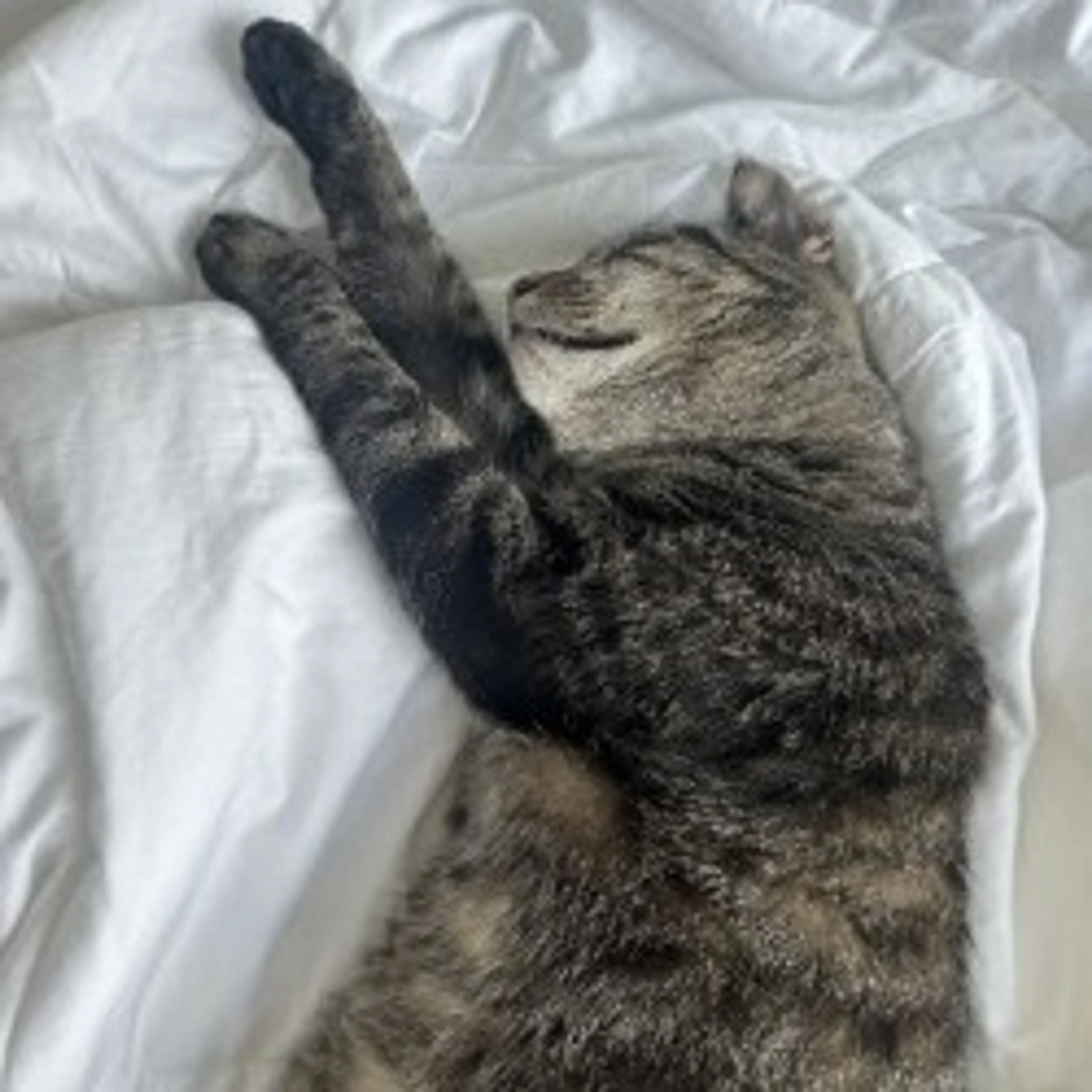 Found pet-19