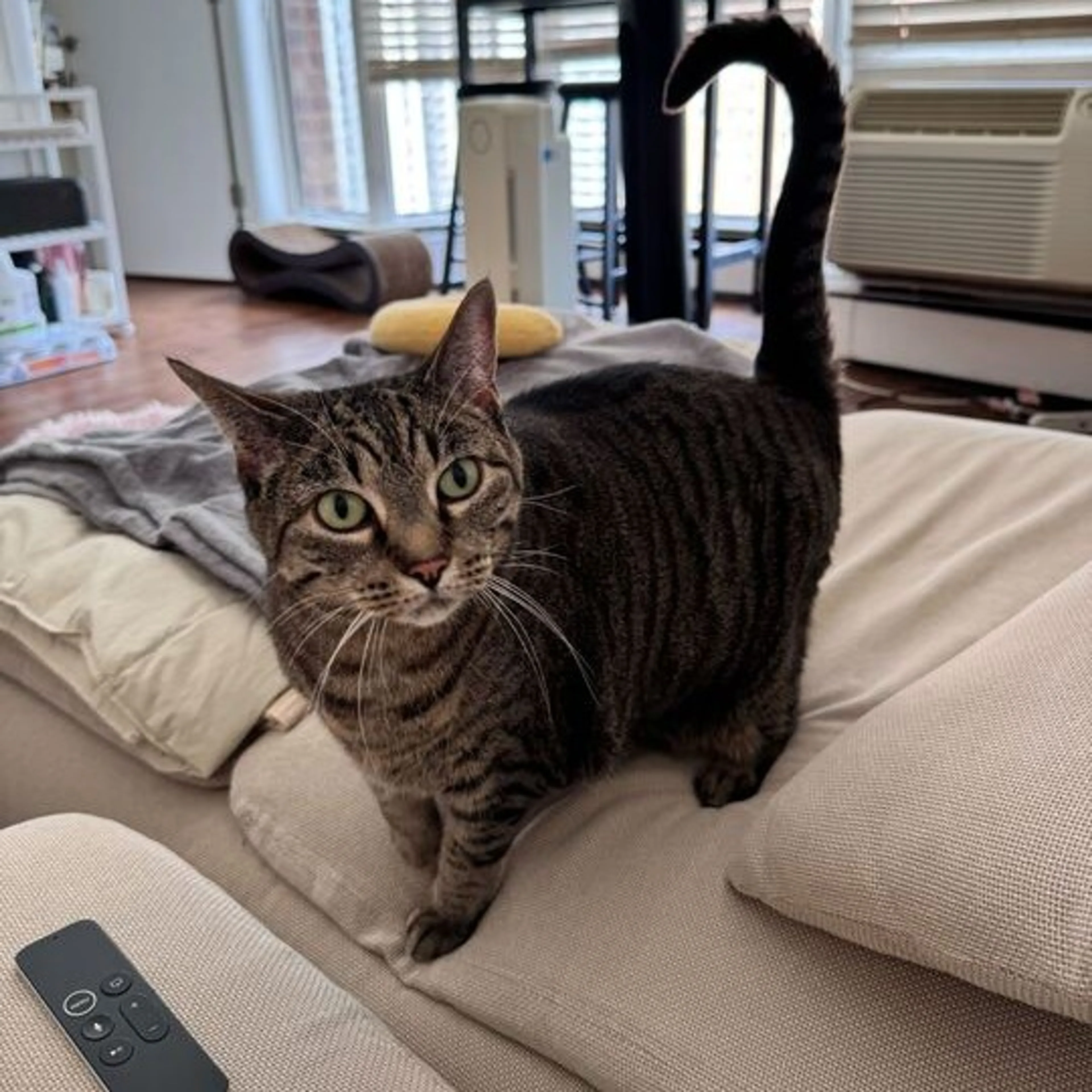 Found pet-15