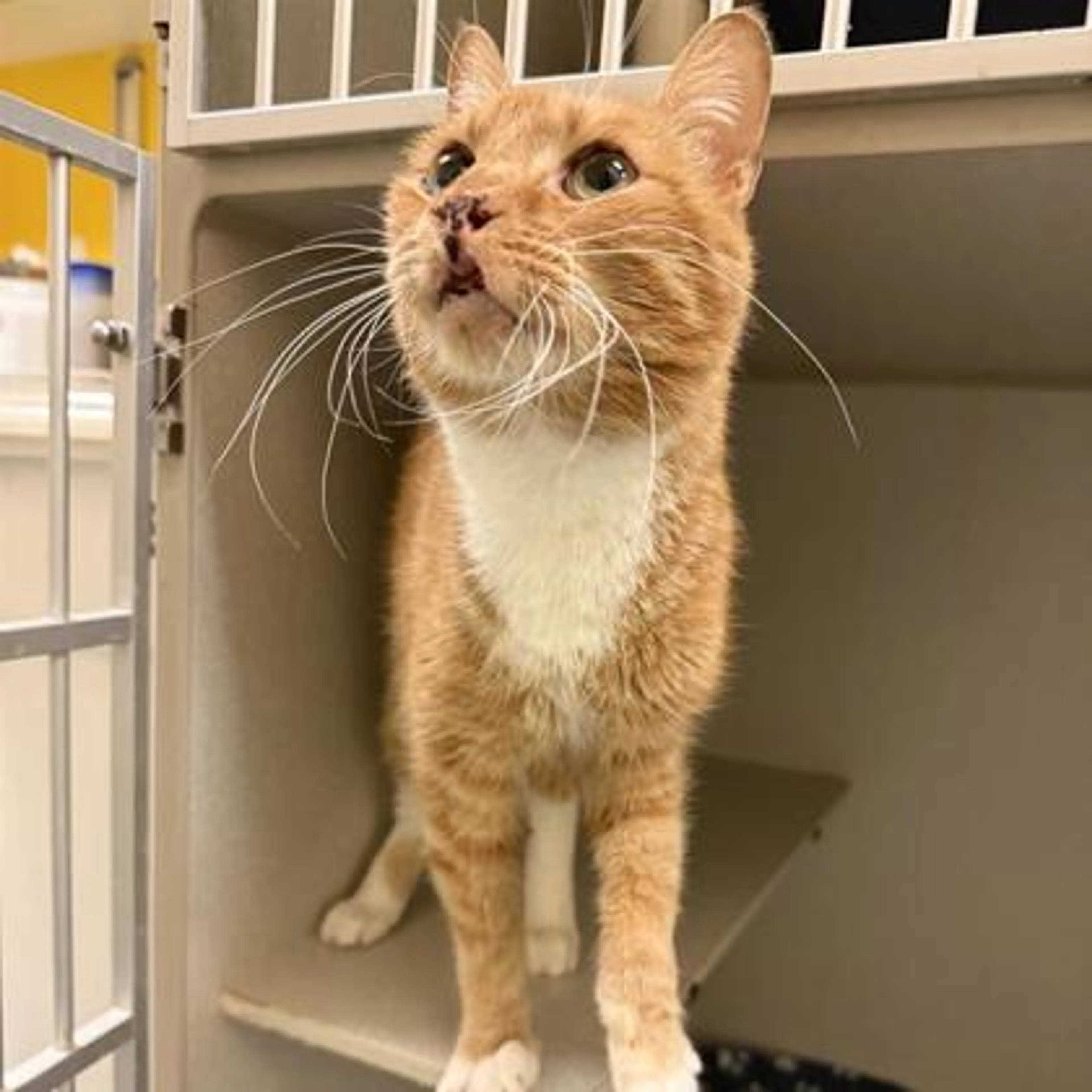 Found pet-1