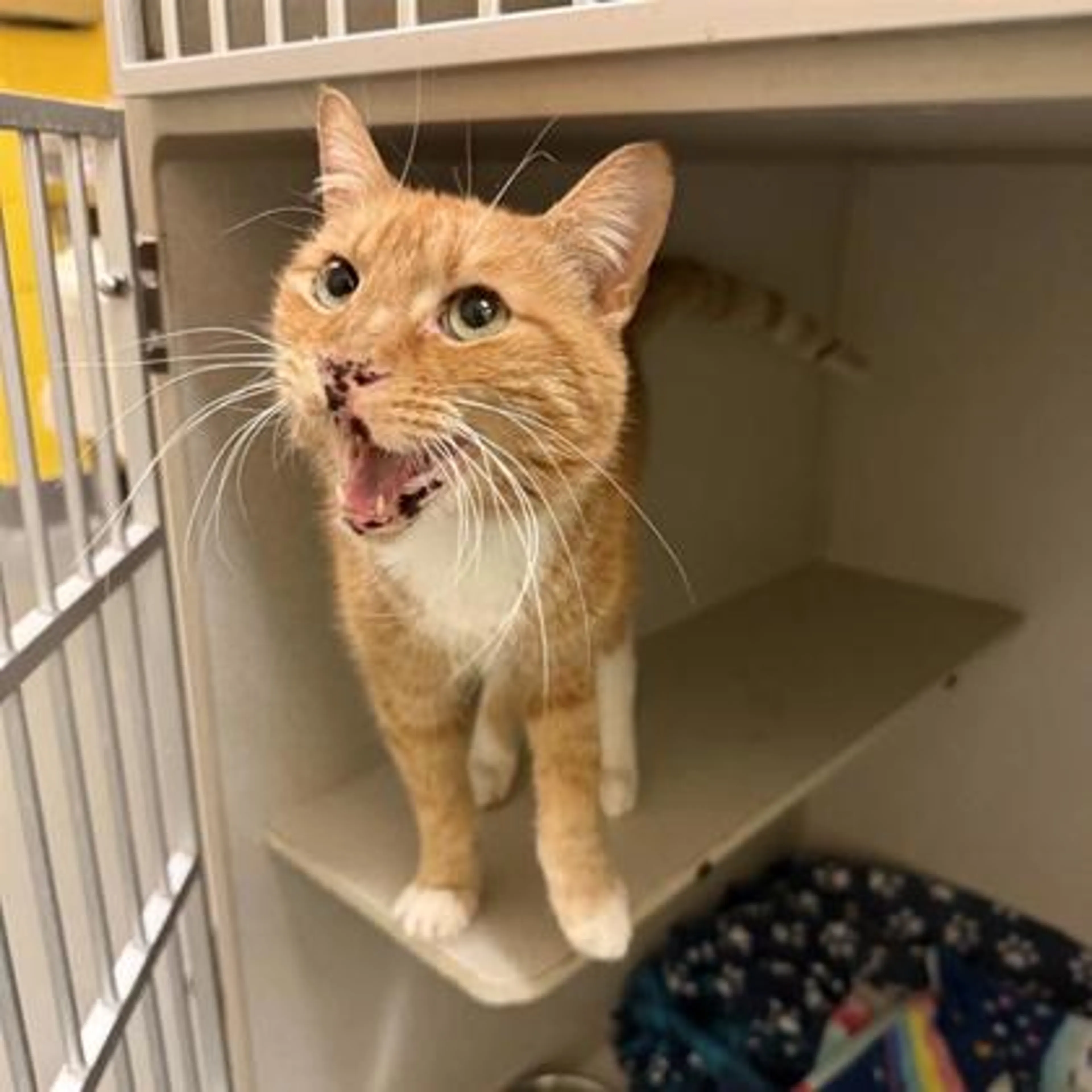 Found pet-2