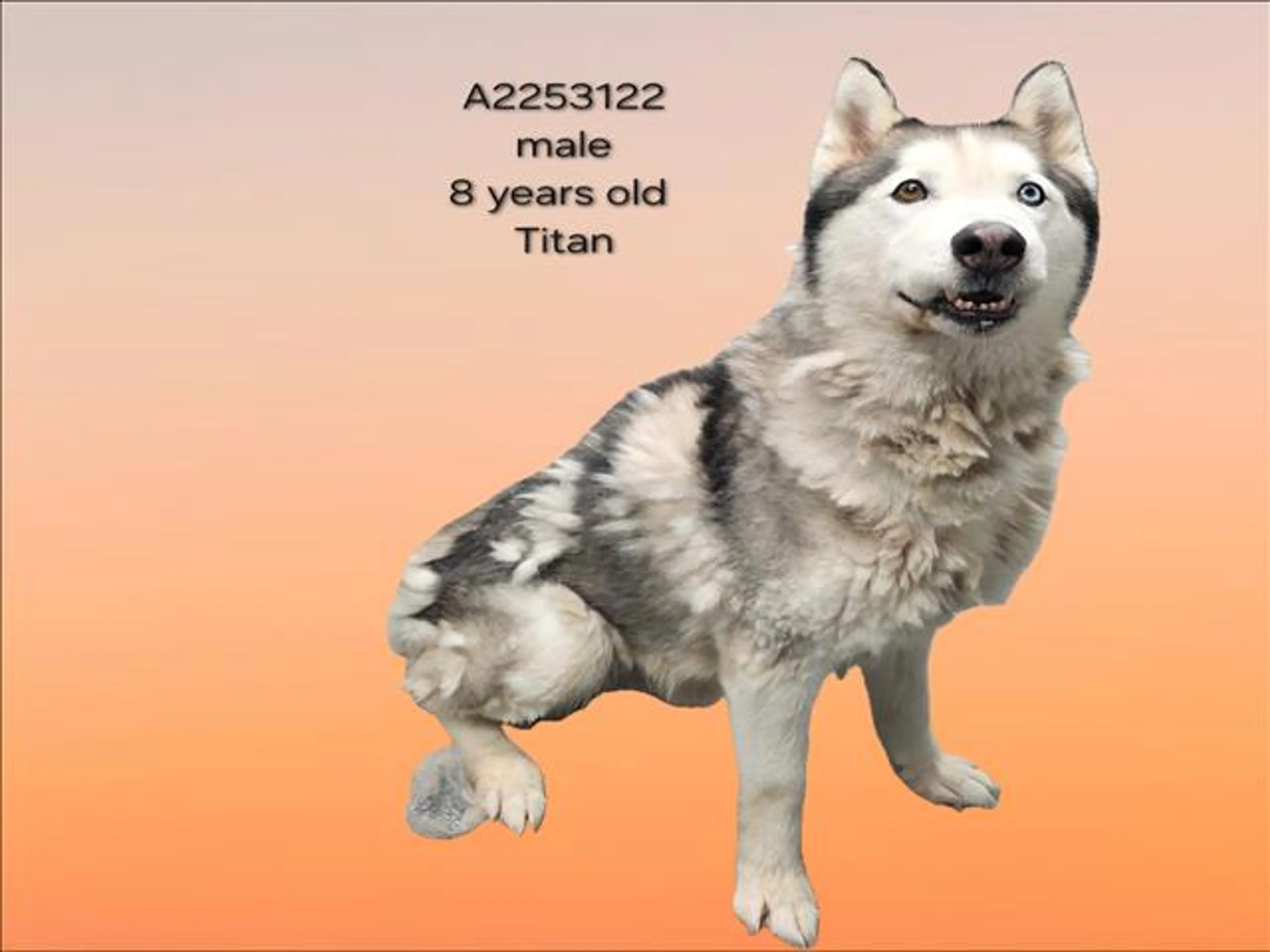 Found pet