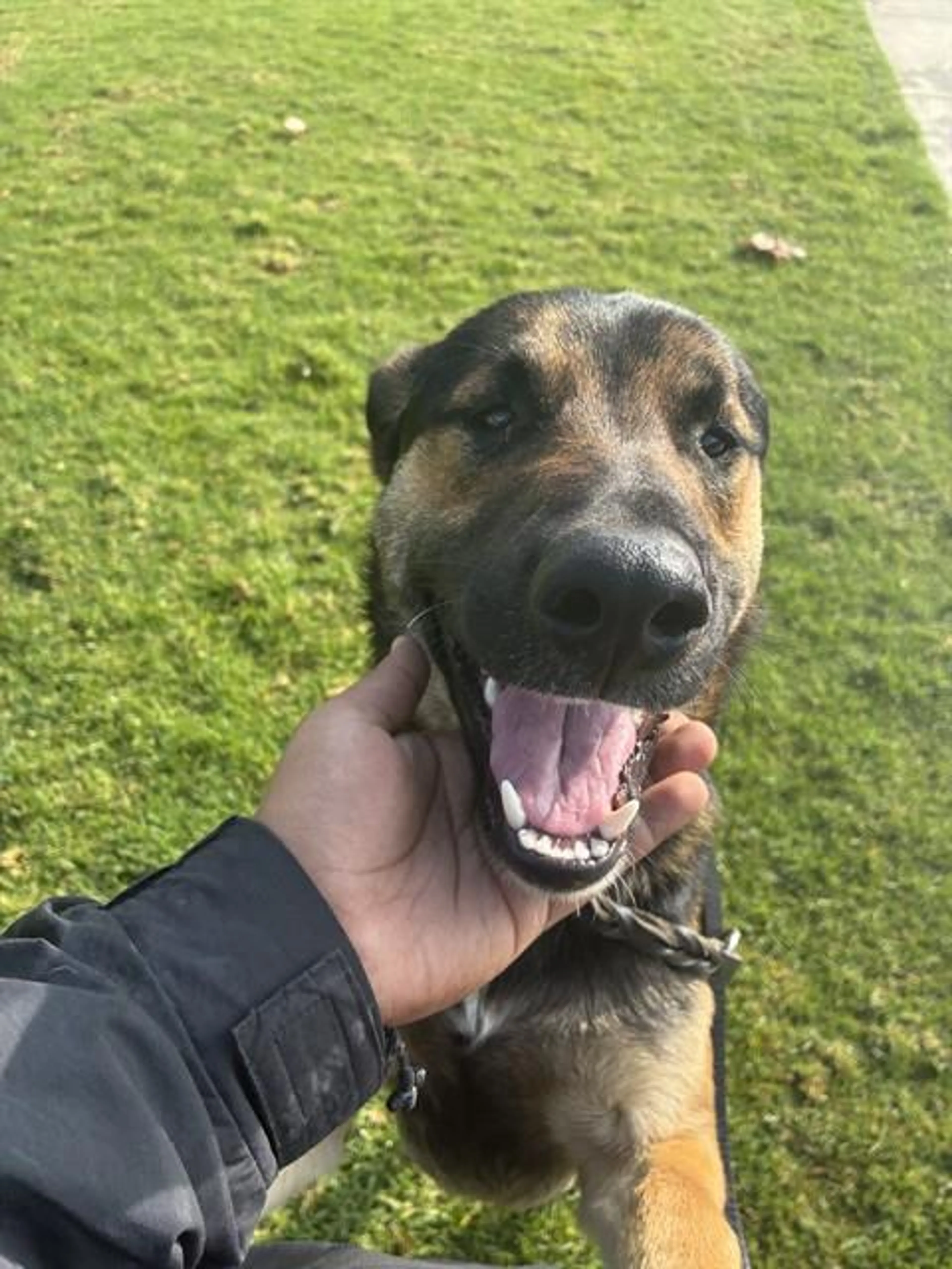 Found pet