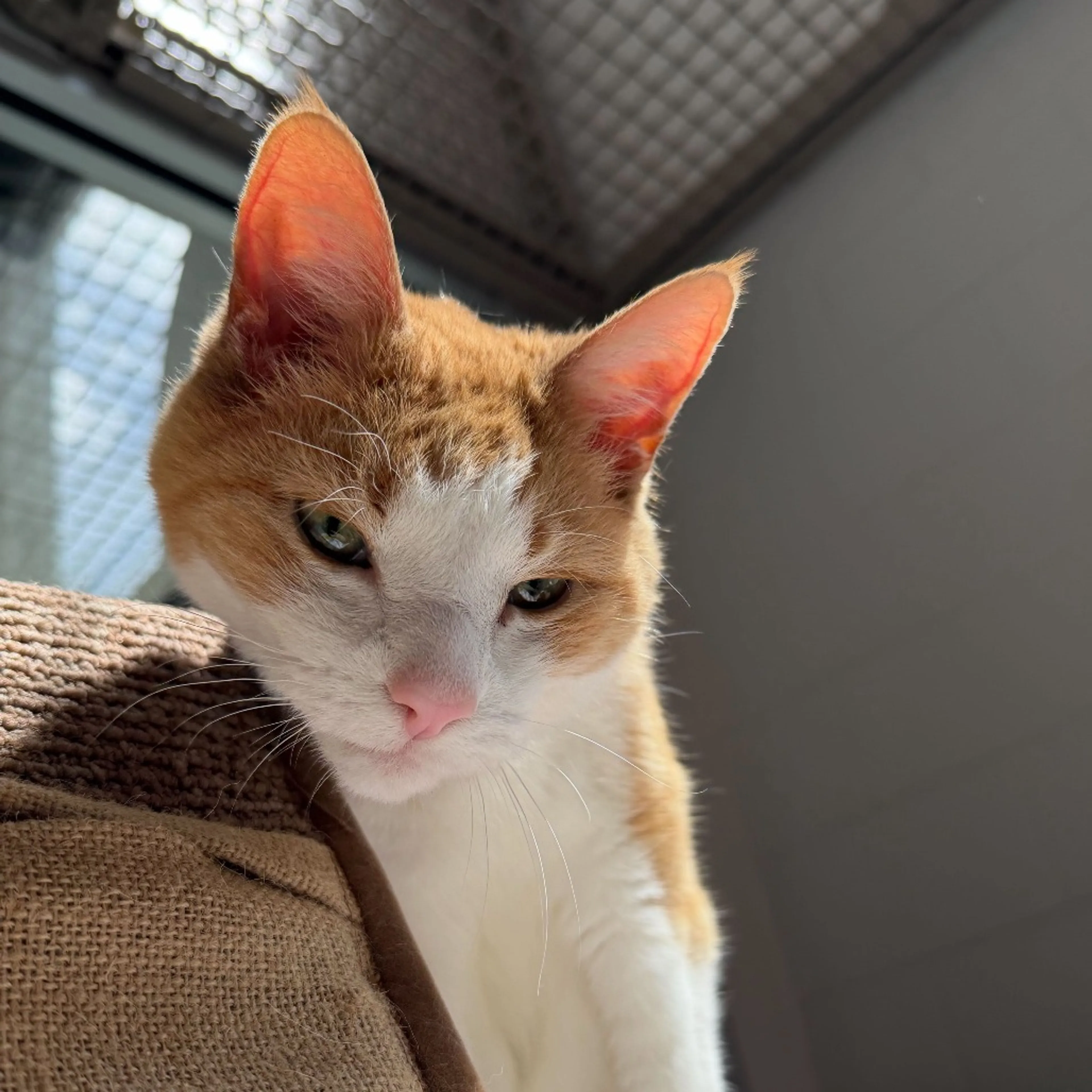 Found pet-14