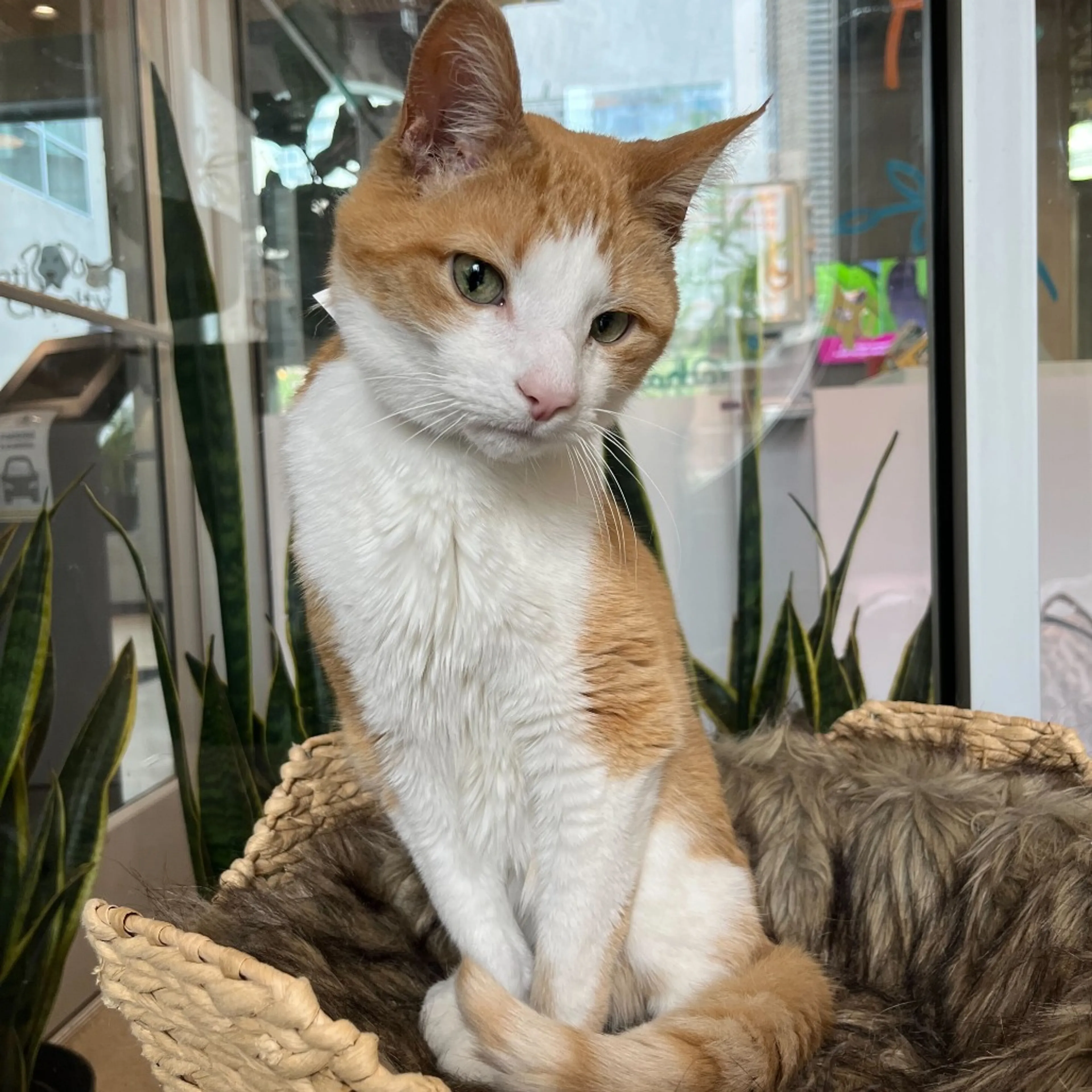Found pet-7