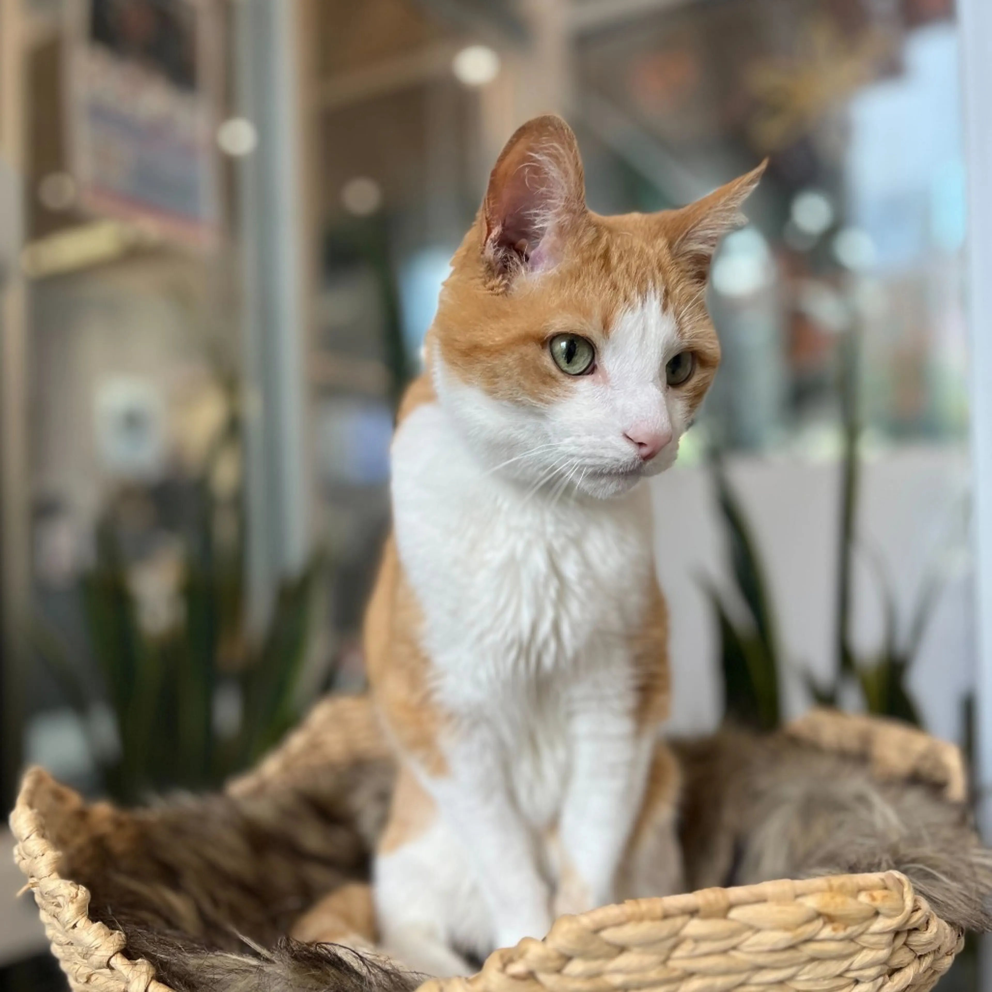 Found pet-11