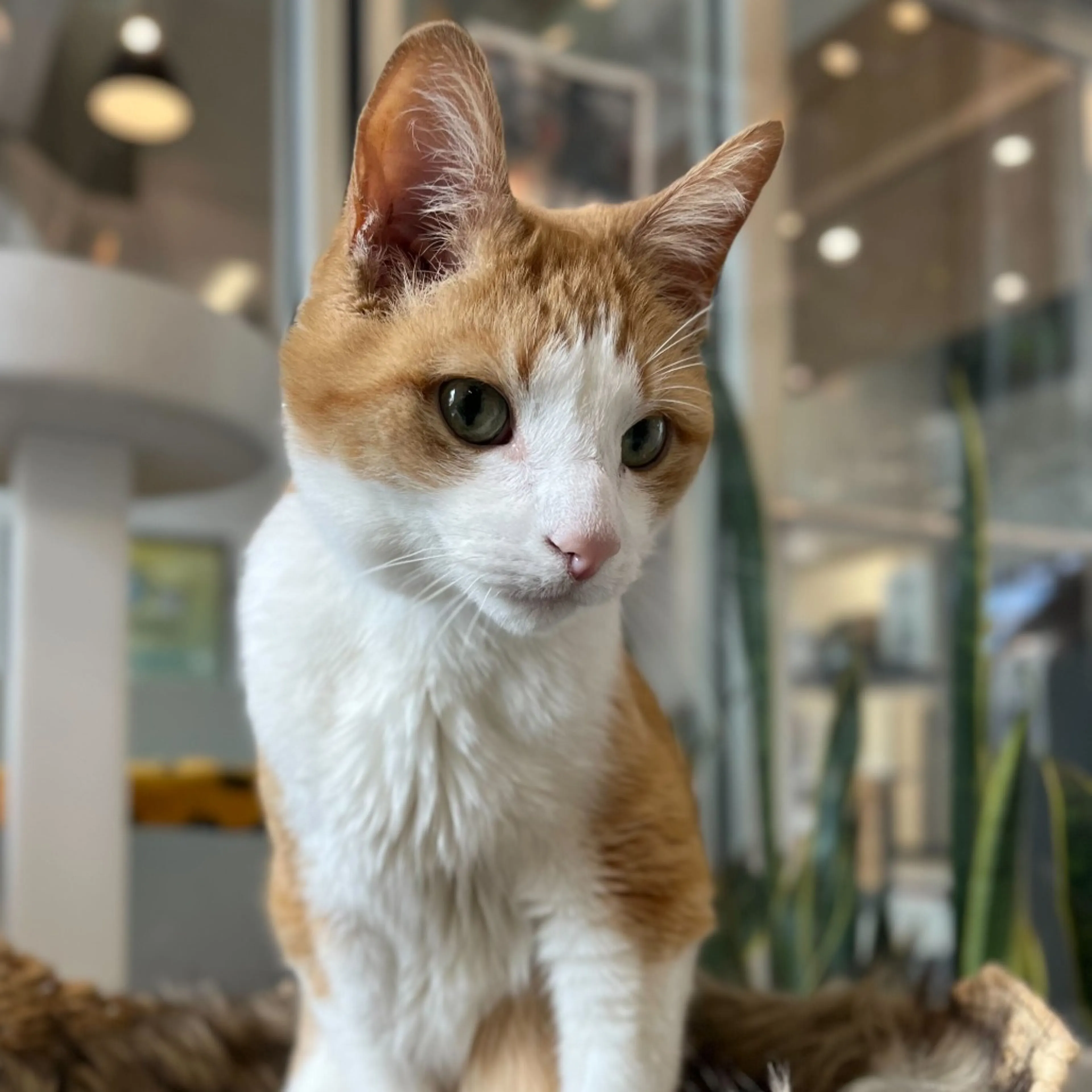 Found pet-10