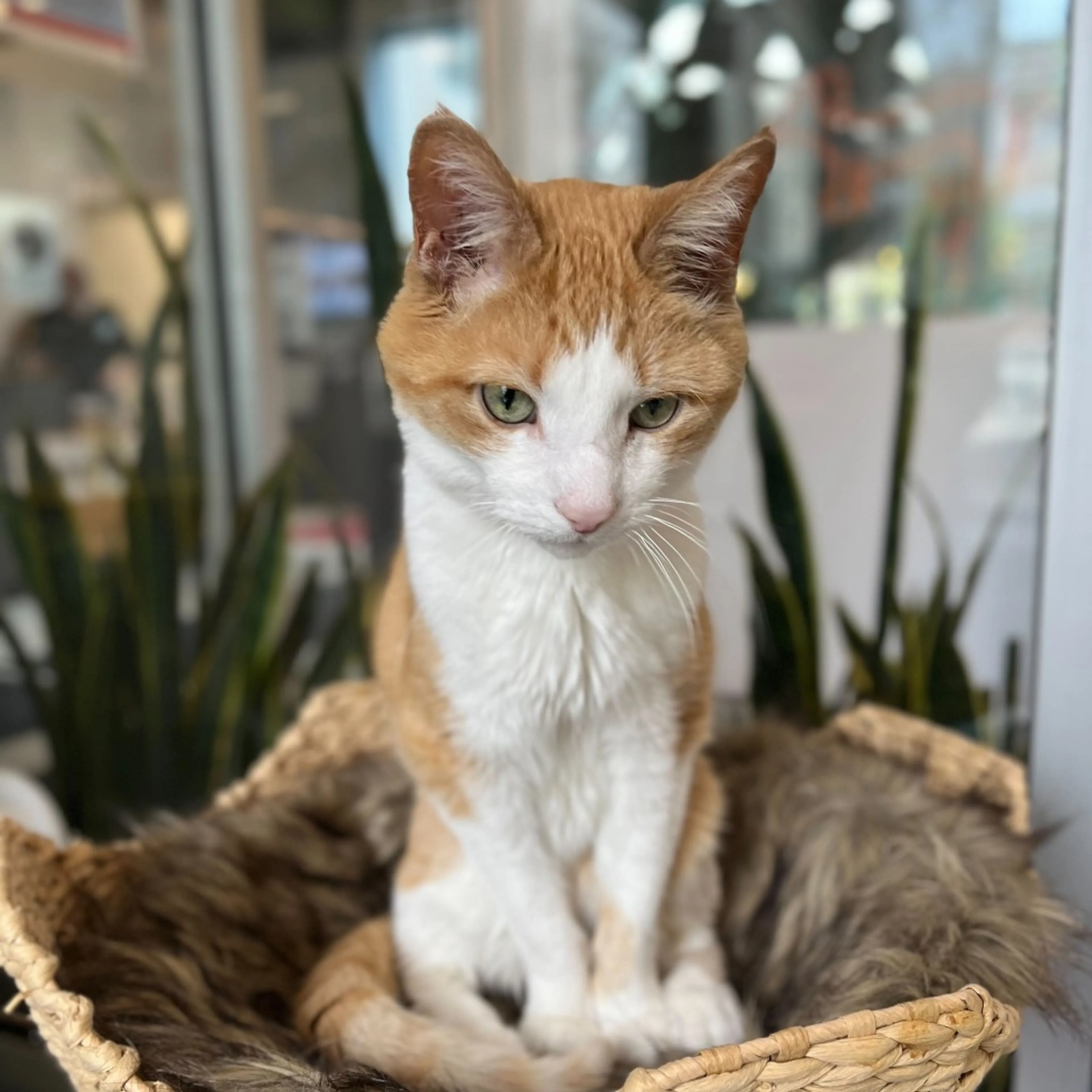 Found pet-6