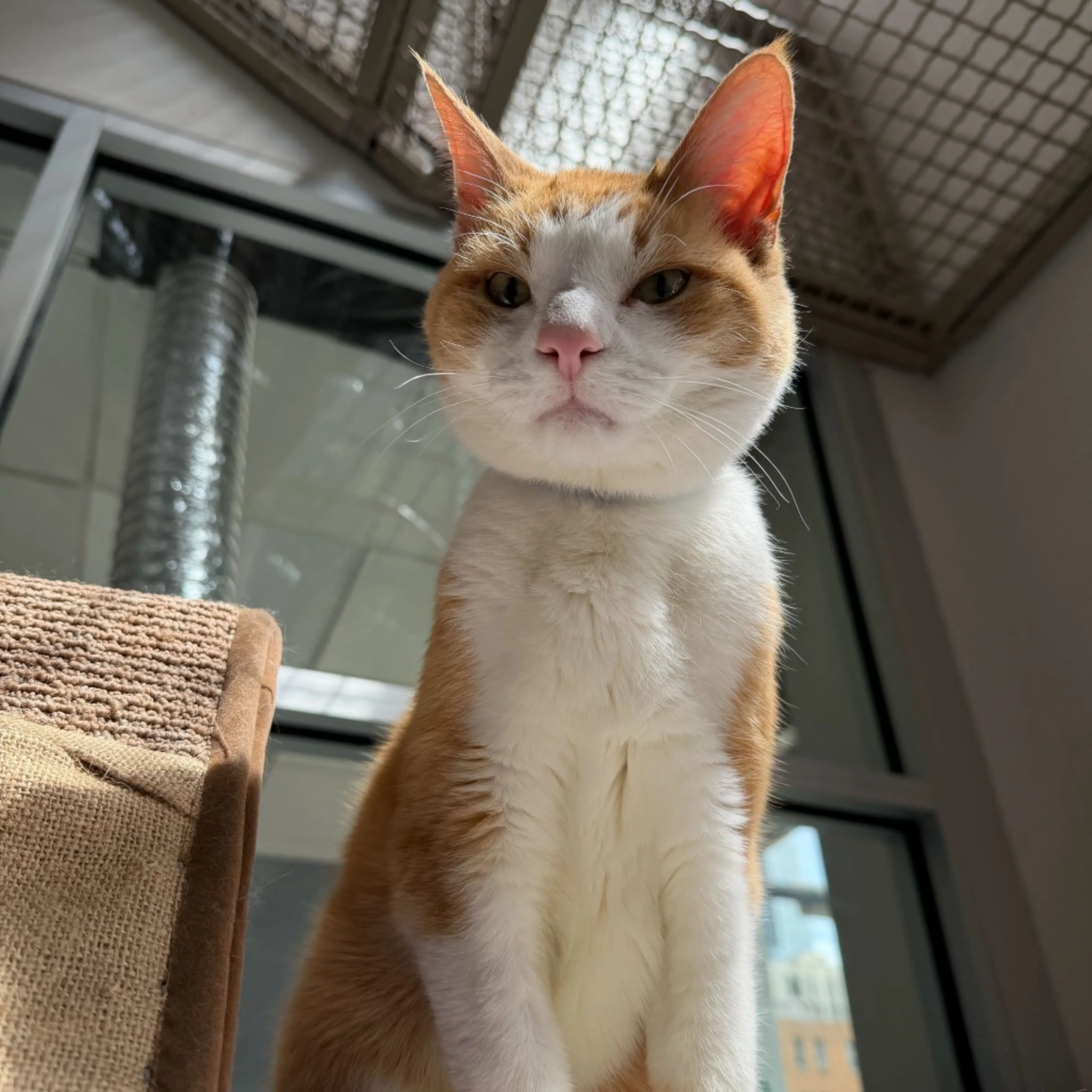 Found pet-12