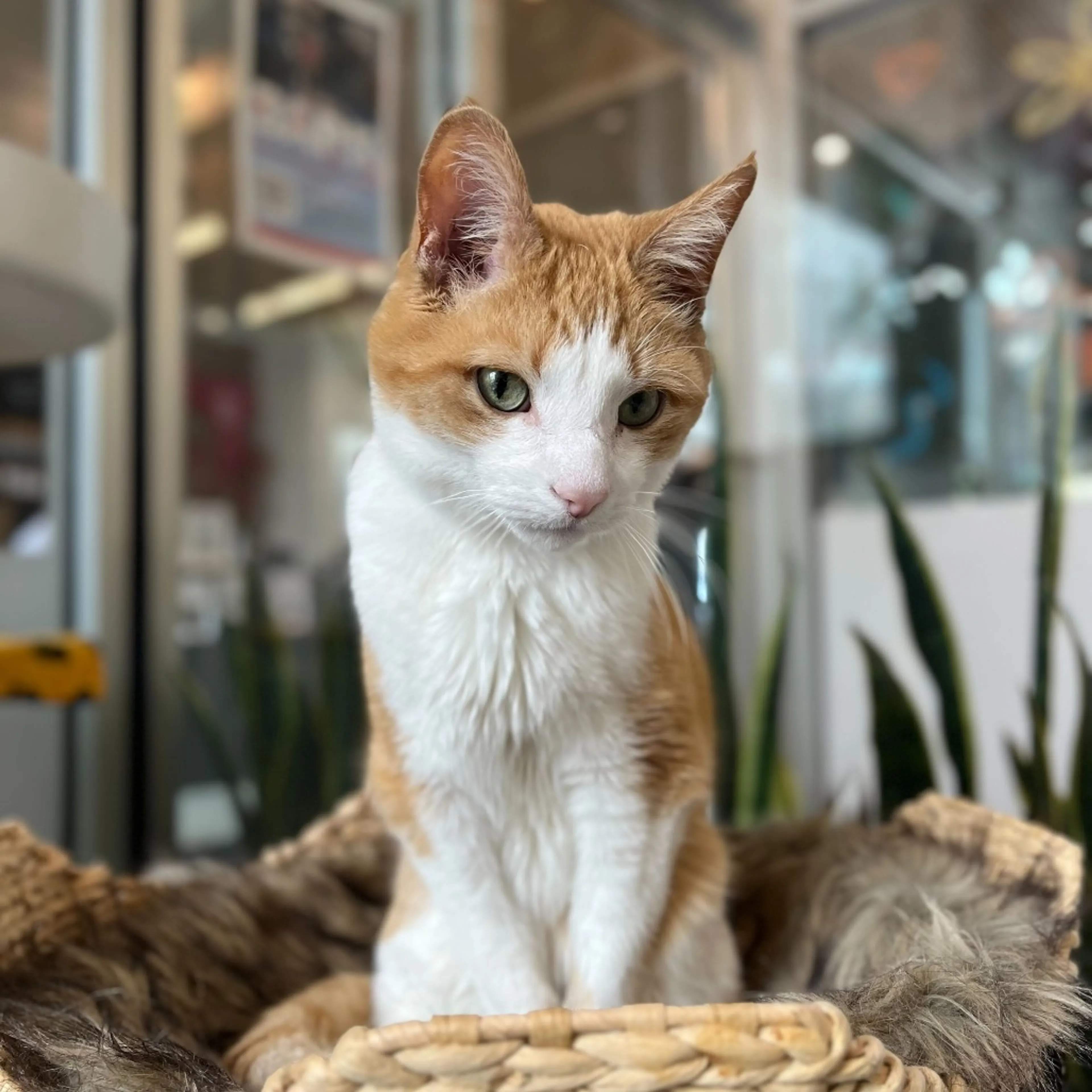 Found pet-9