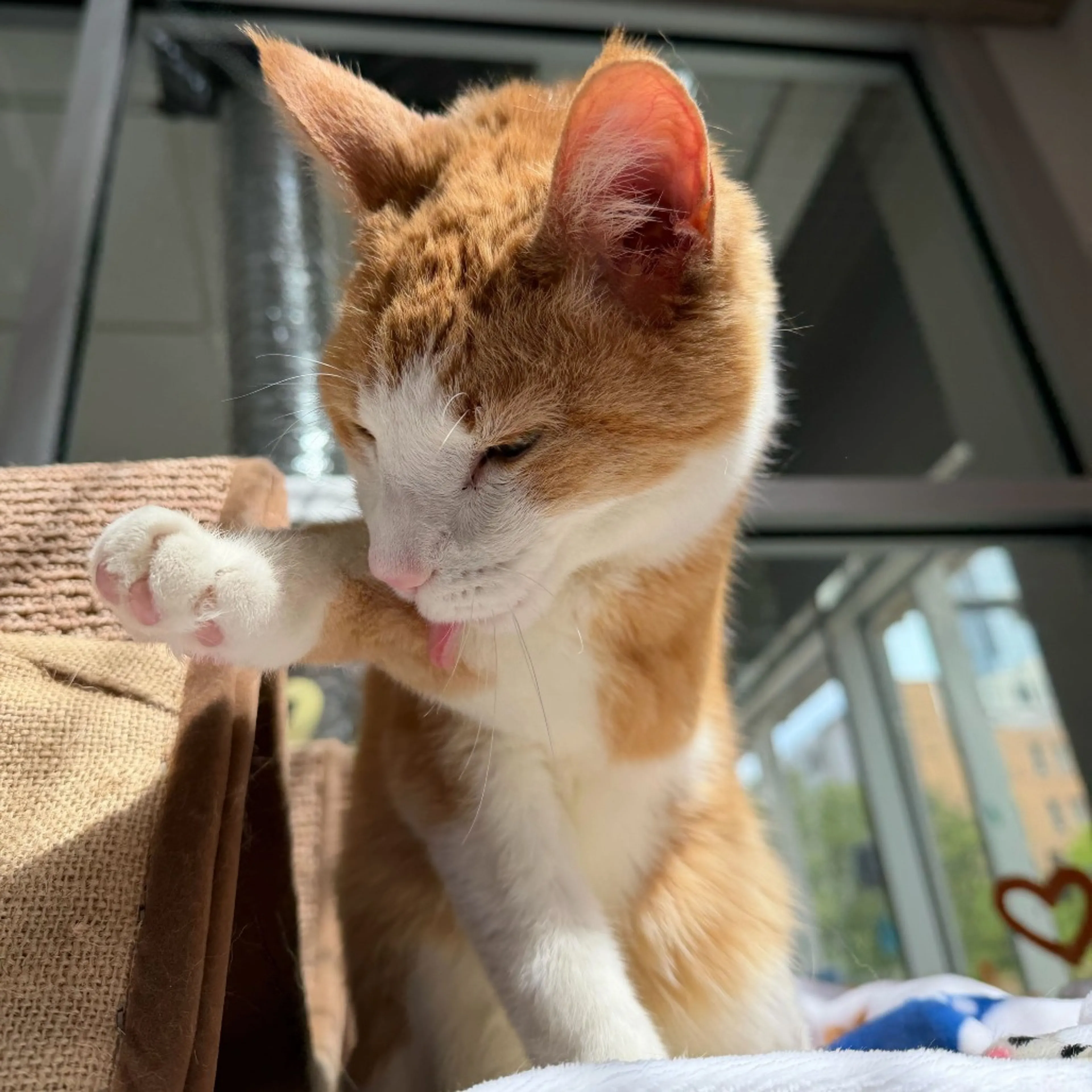 Found pet-13