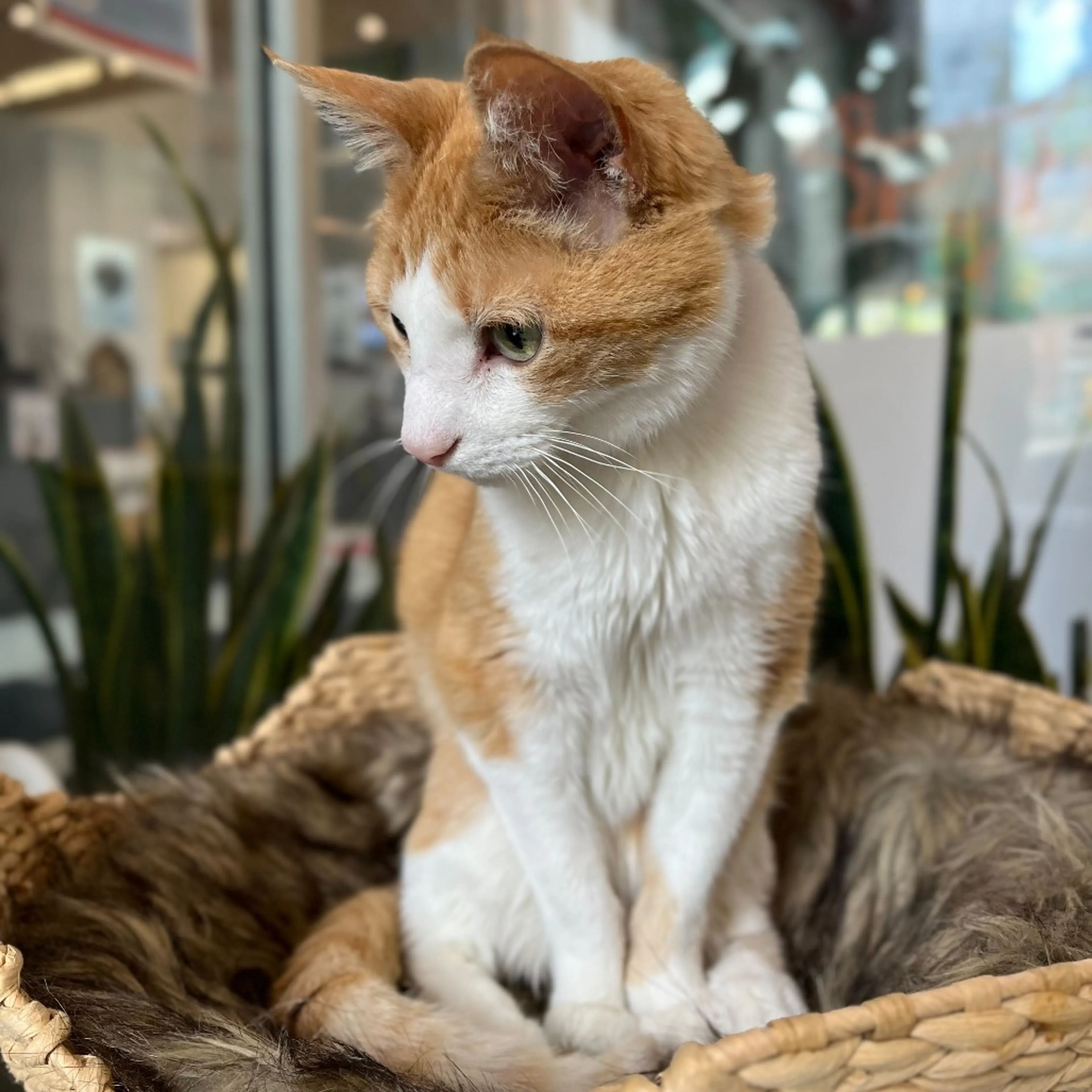 Found pet-8
