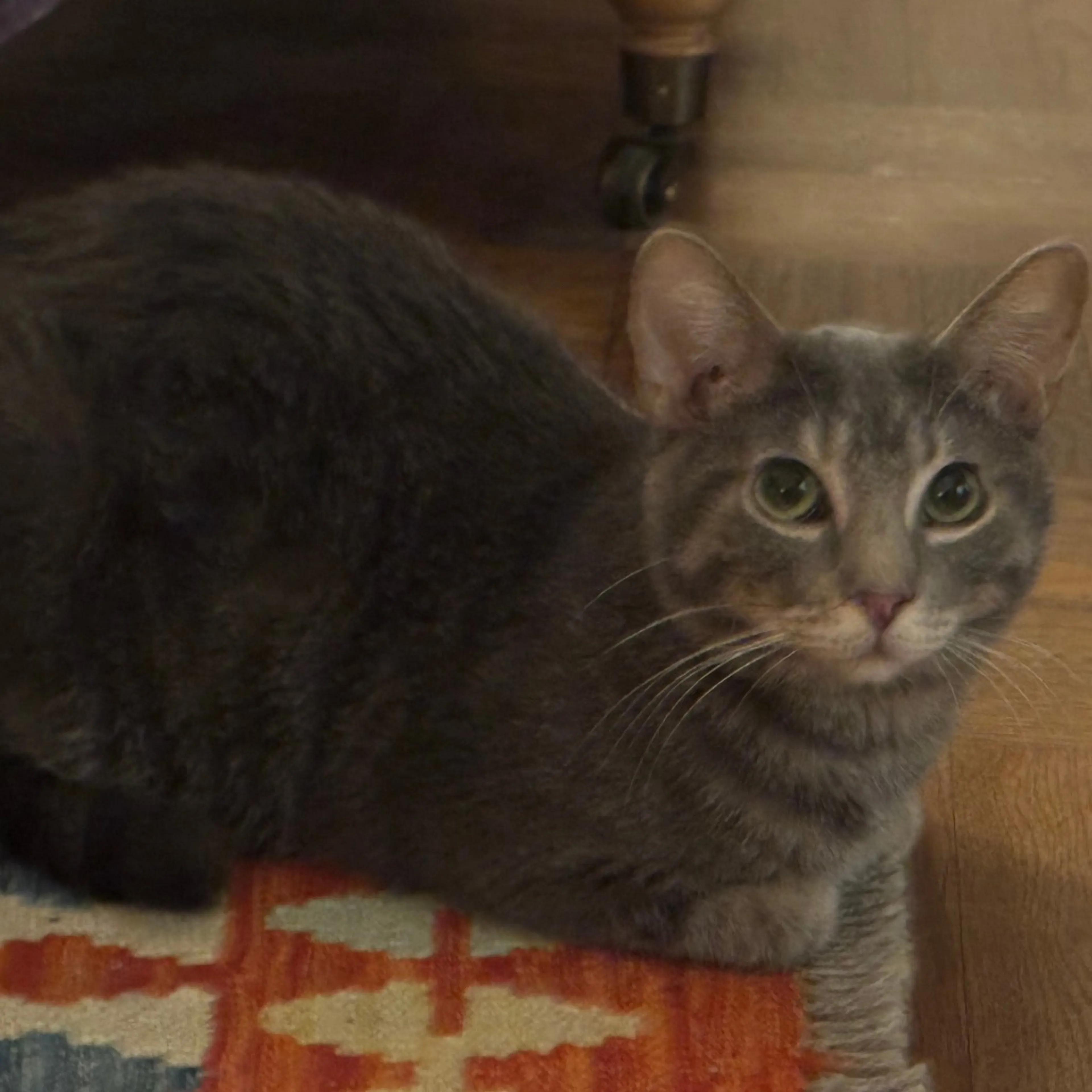 Found pet-18
