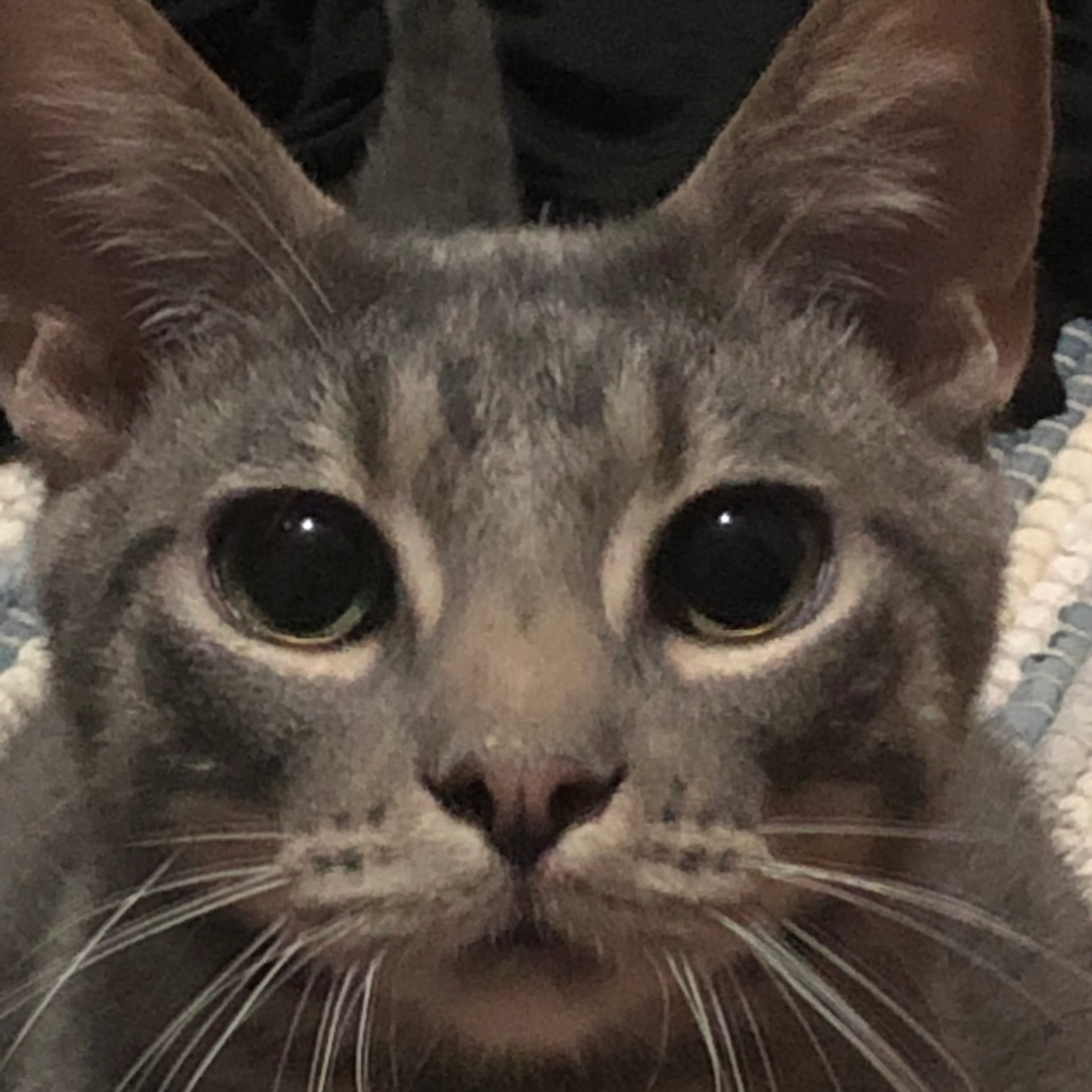 Found pet-29