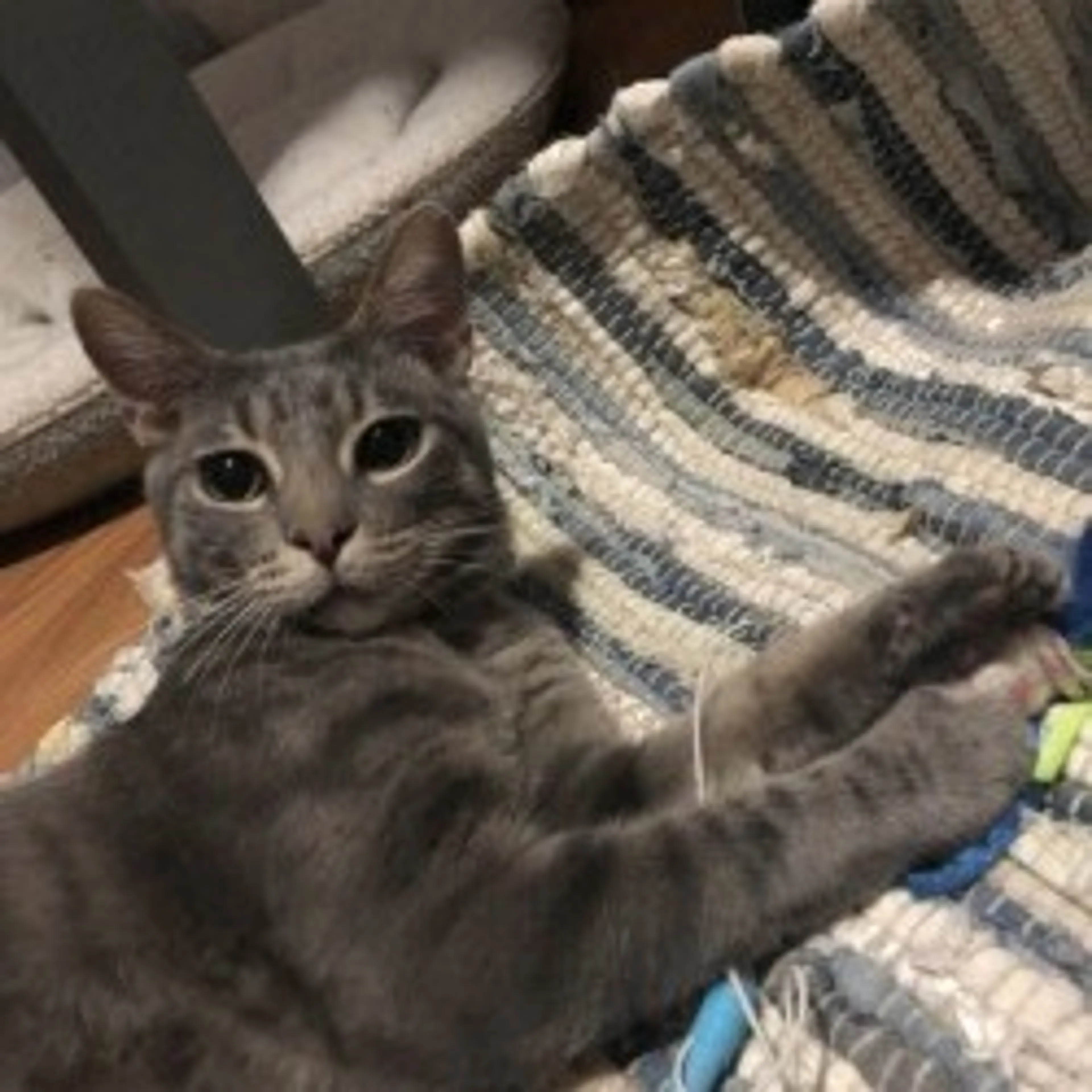 Found pet-25