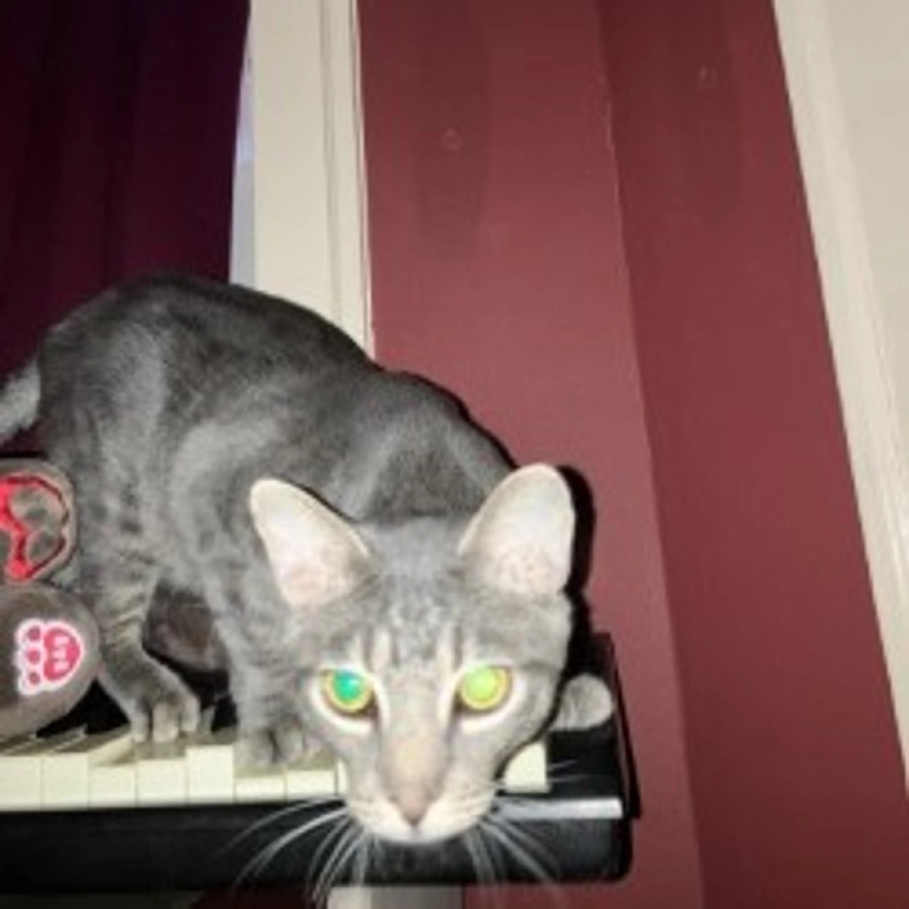 Found pet-19
