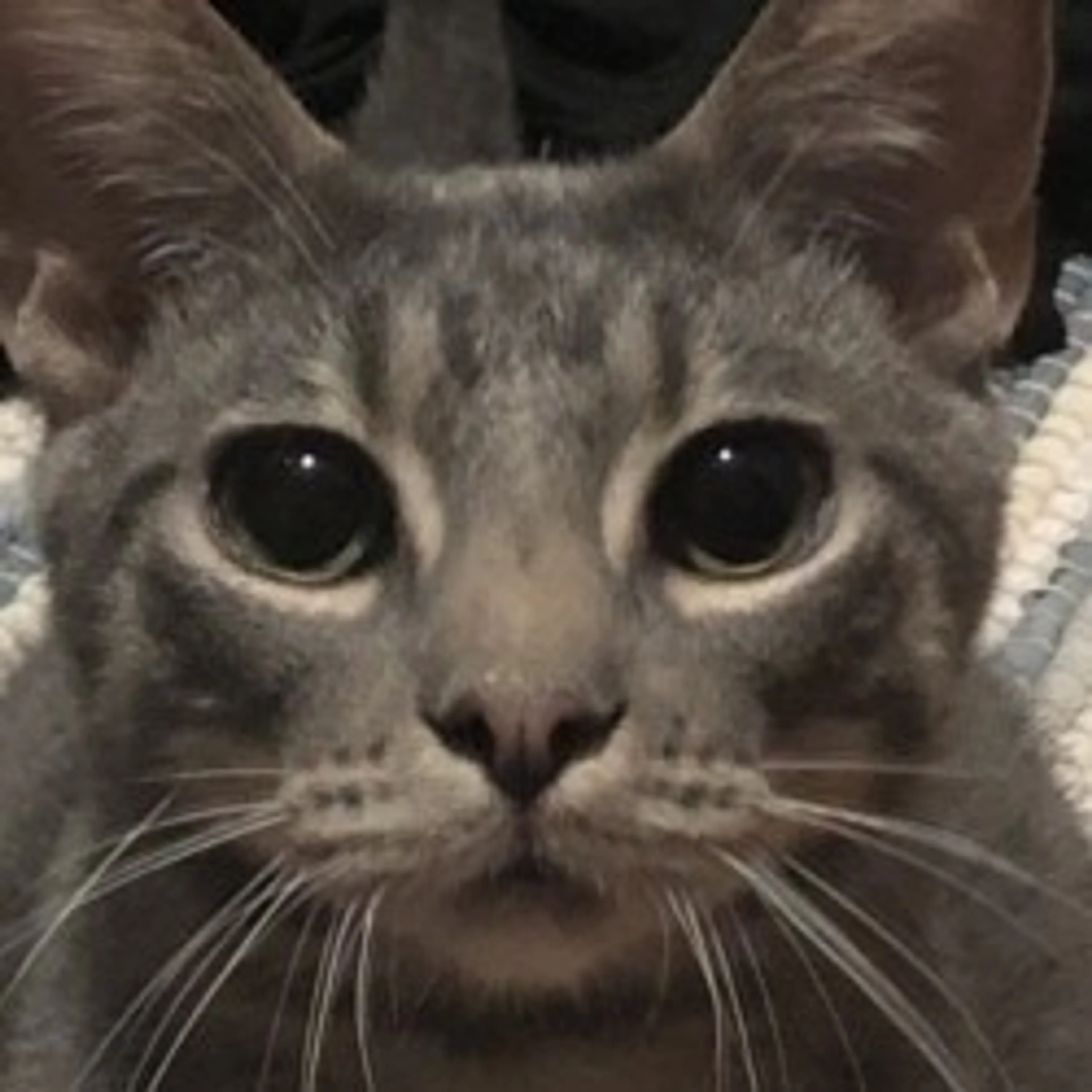 Found pet-21