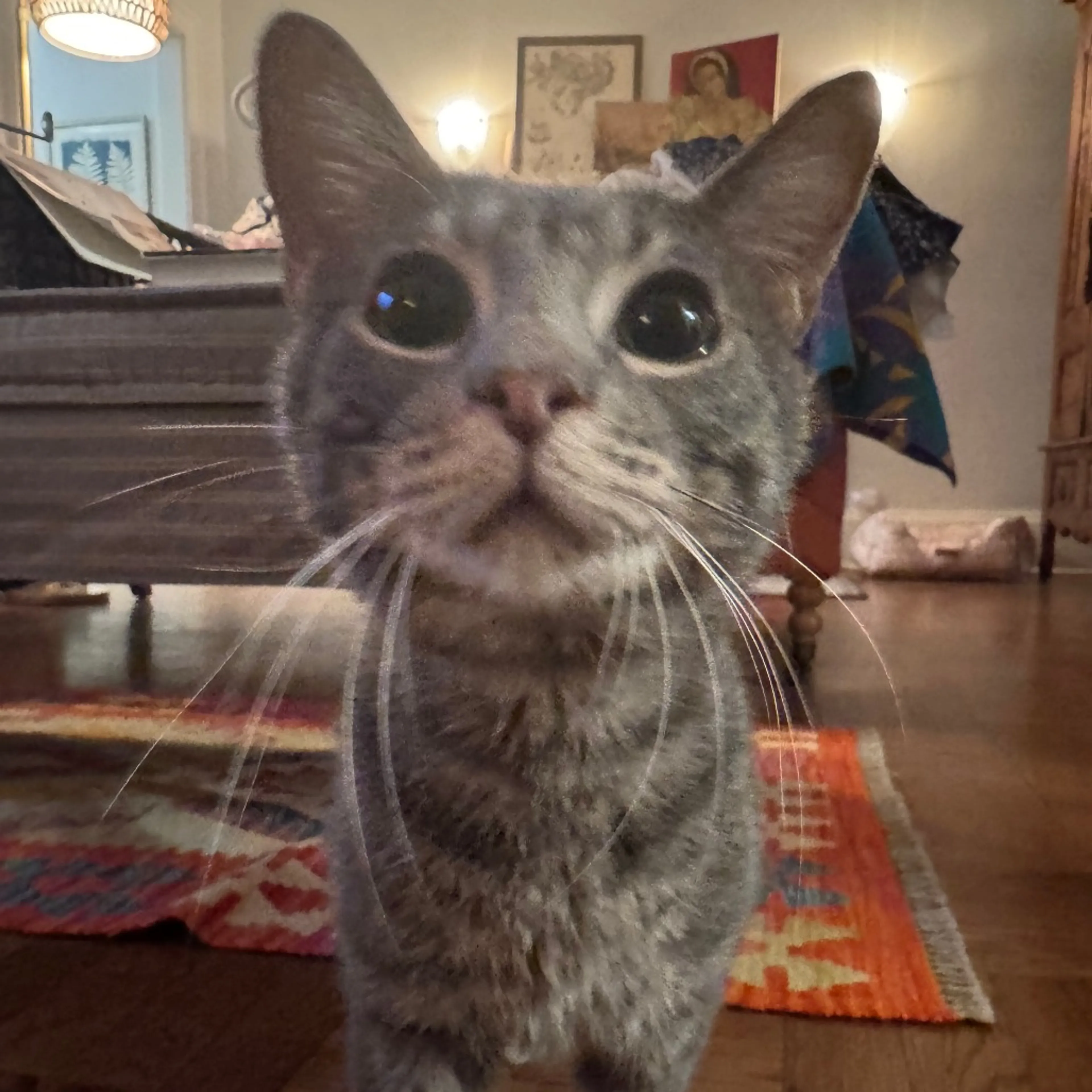 Found pet-17