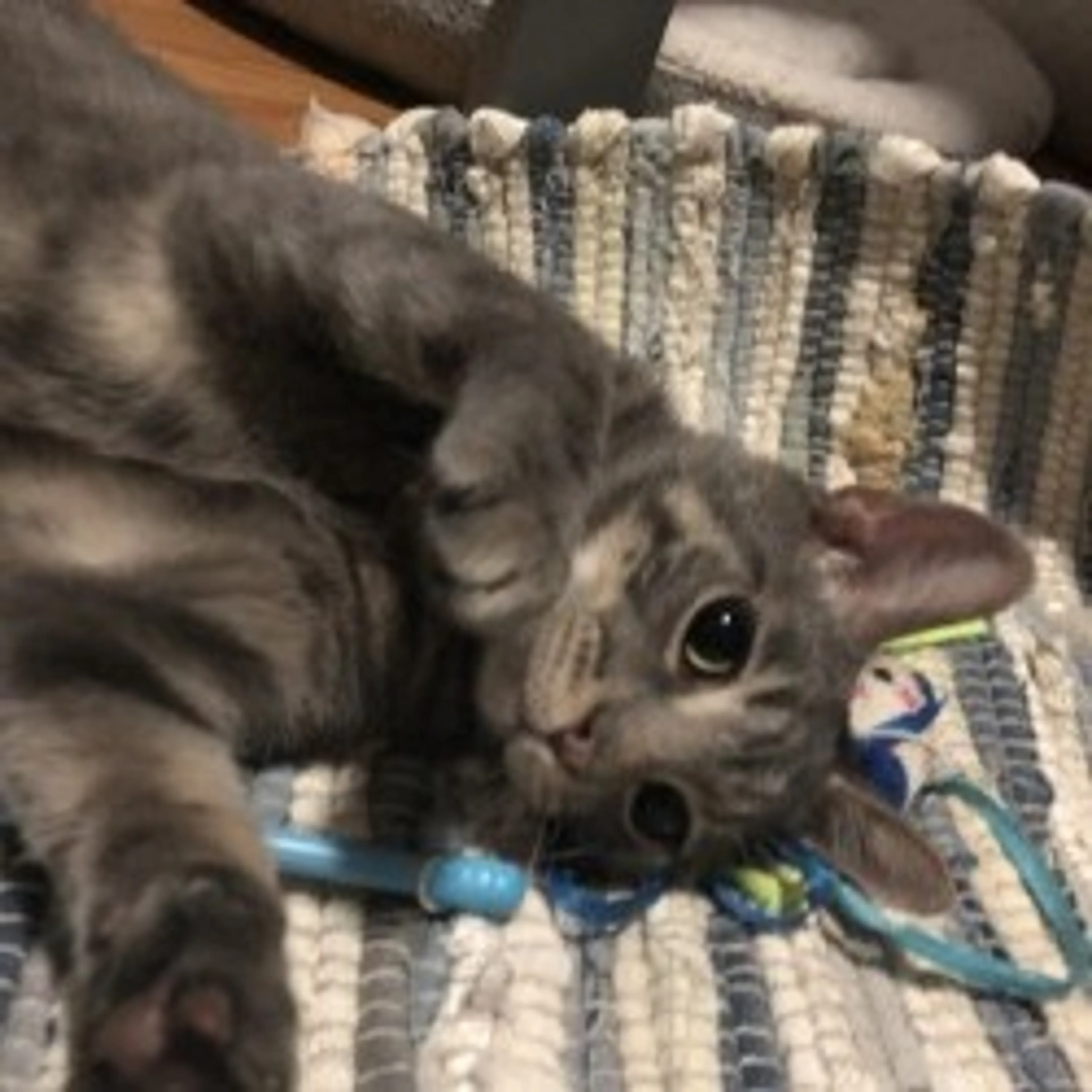 Found pet-24