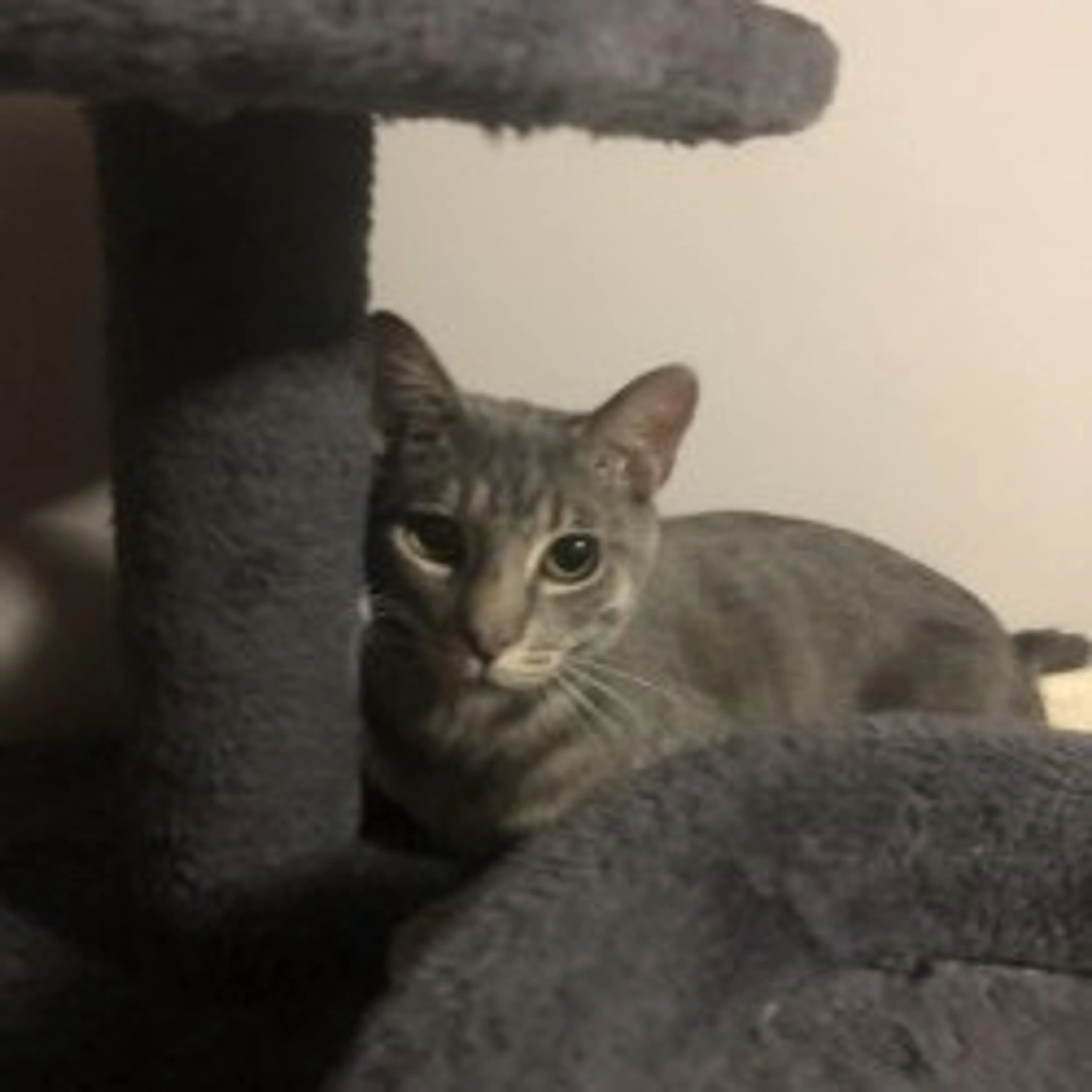 Found pet-22