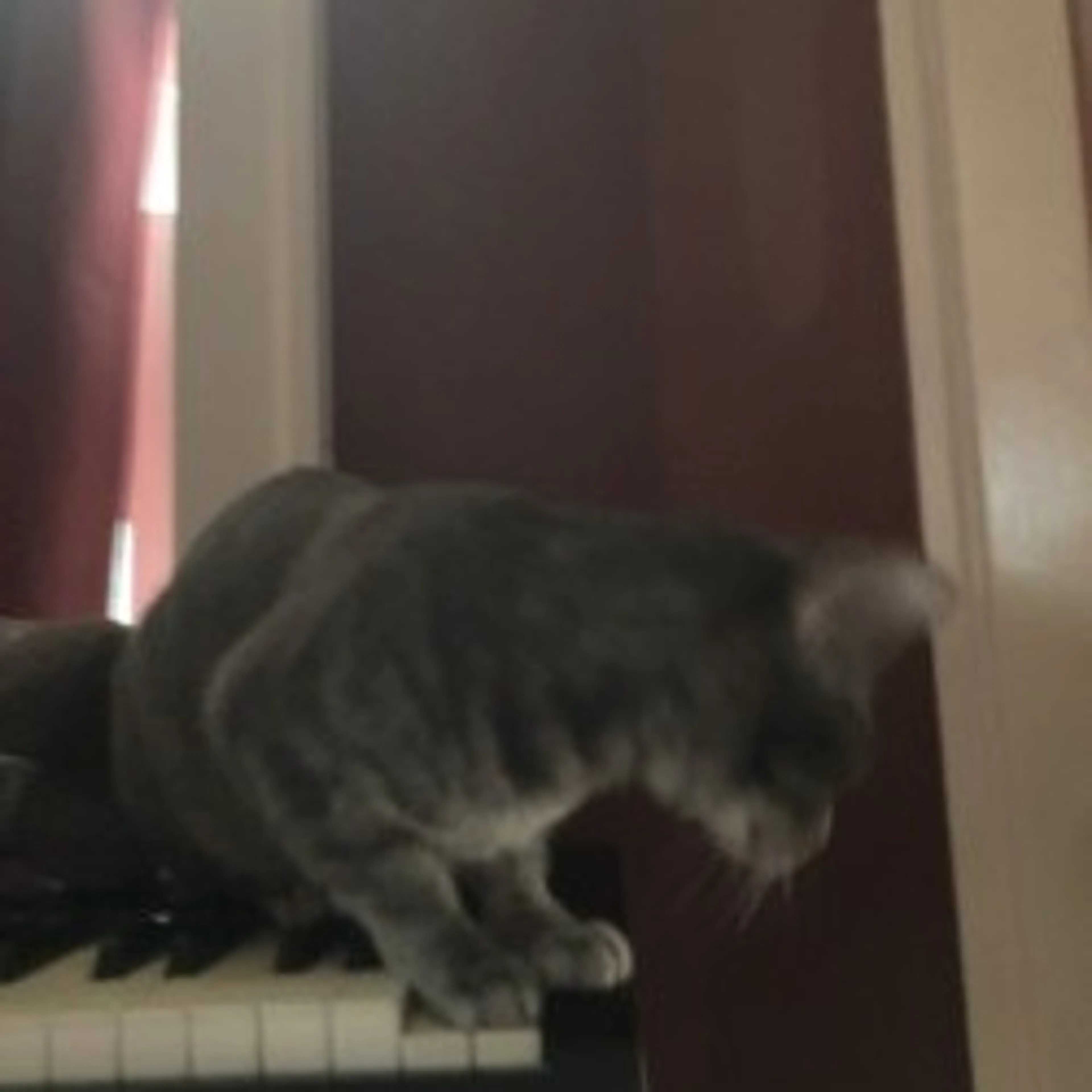 Found pet-20