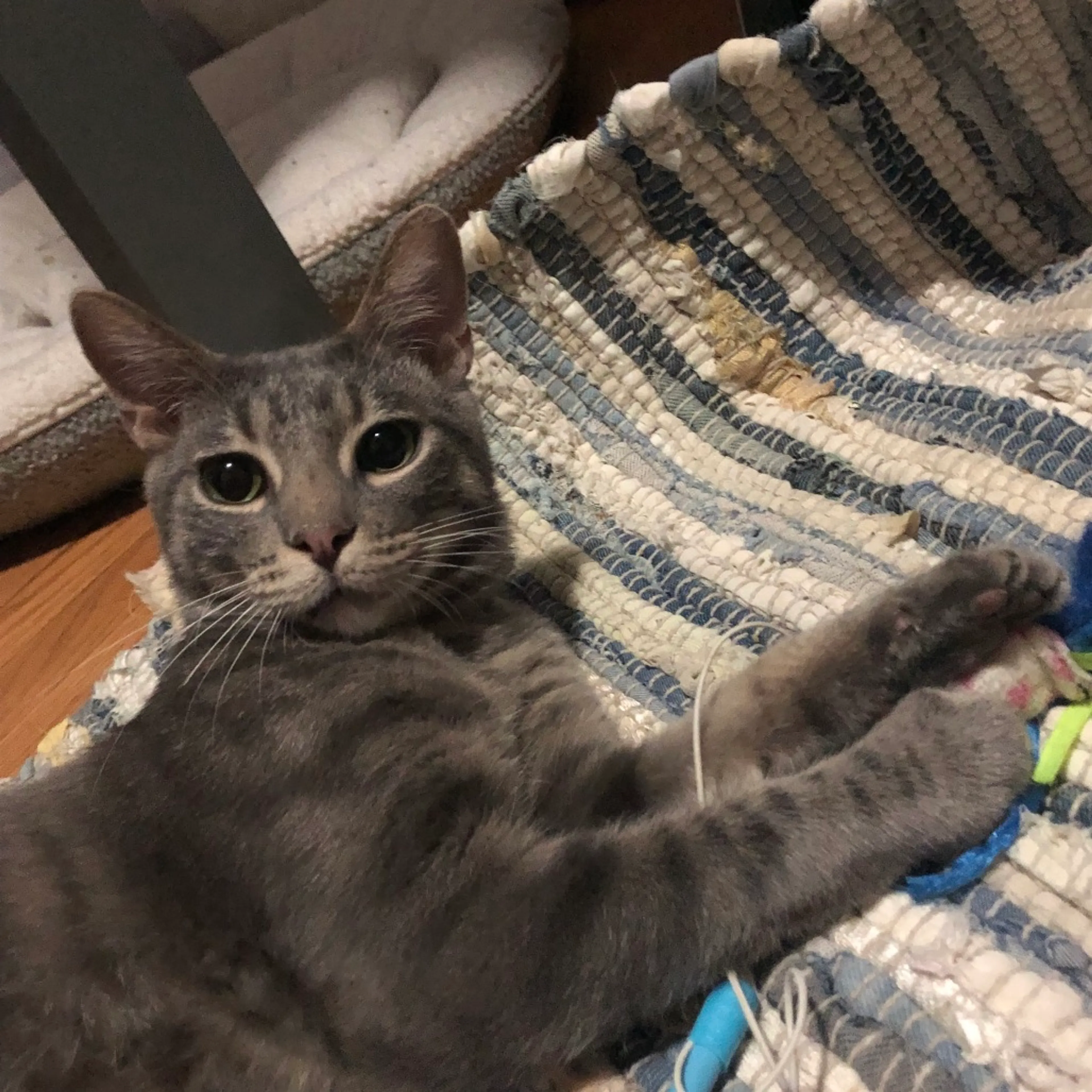 Found pet-28