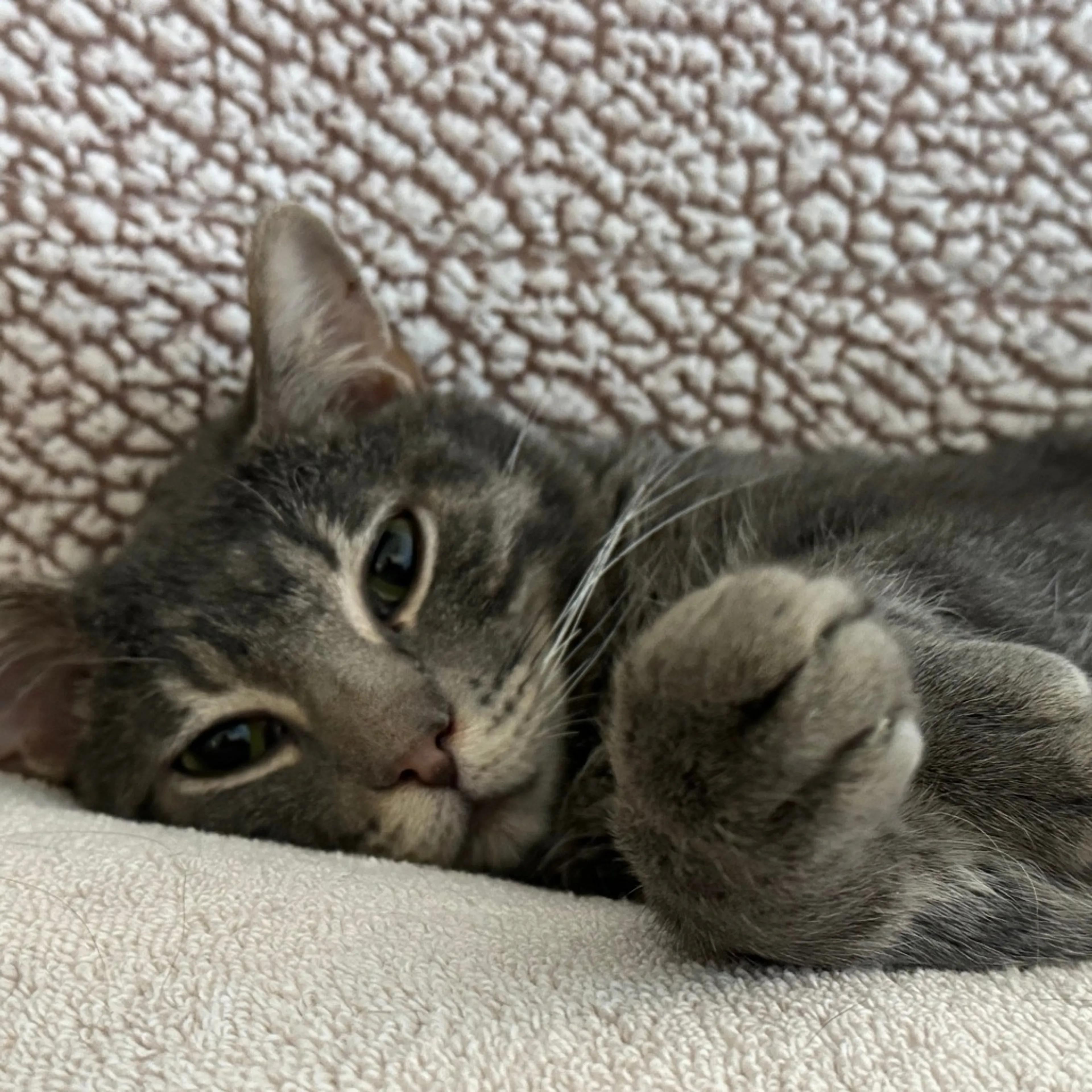 Found pet-16