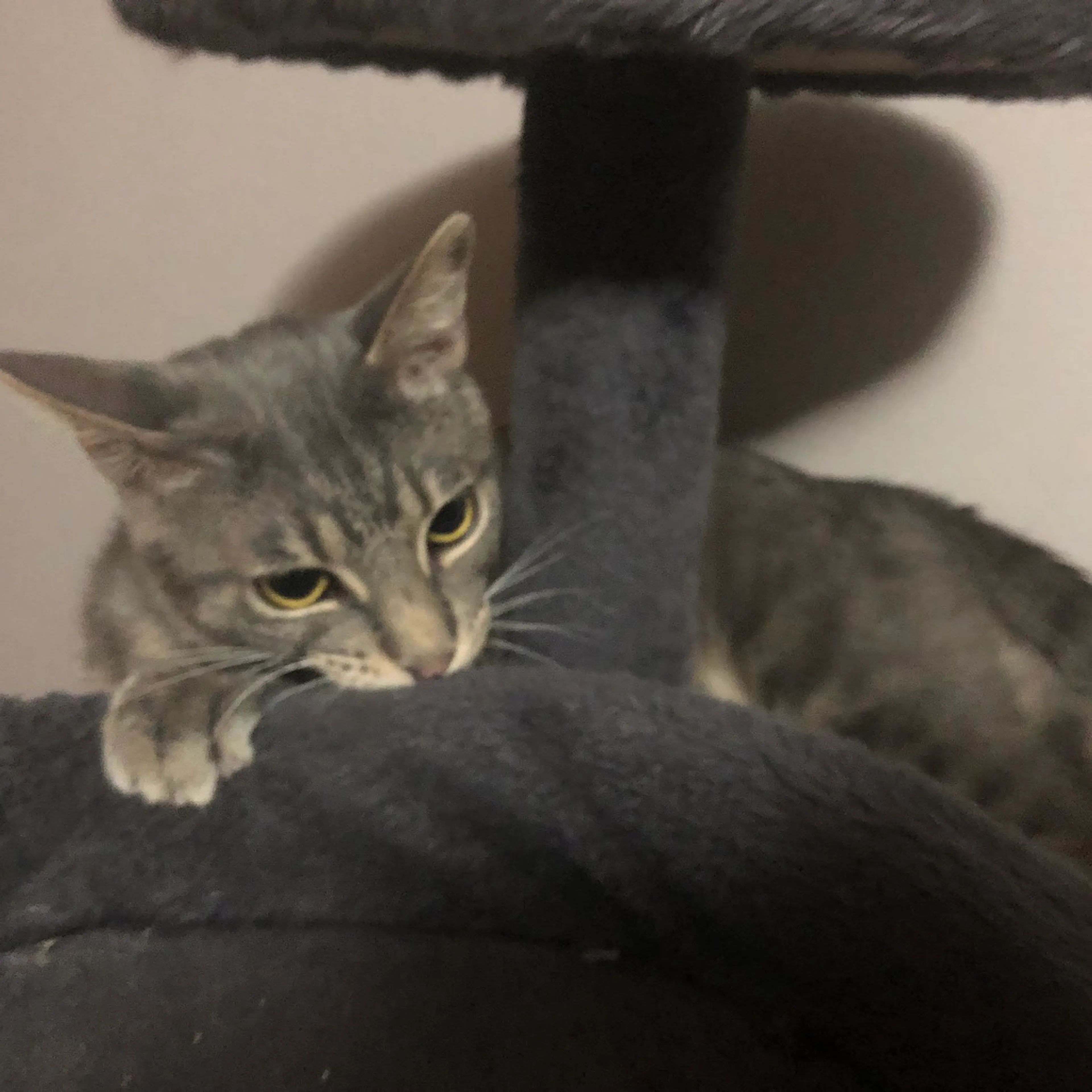 Found pet-26