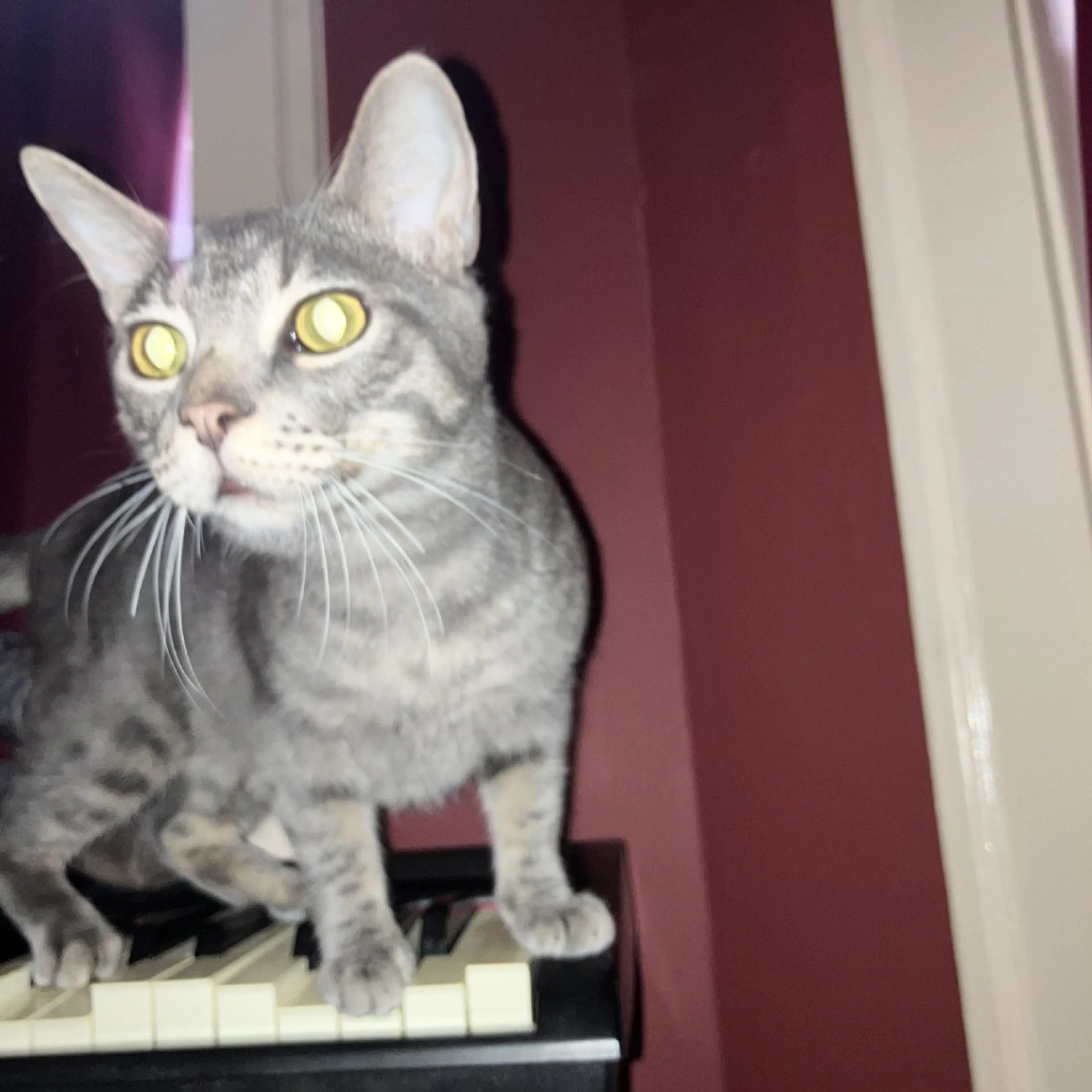 Found pet-30