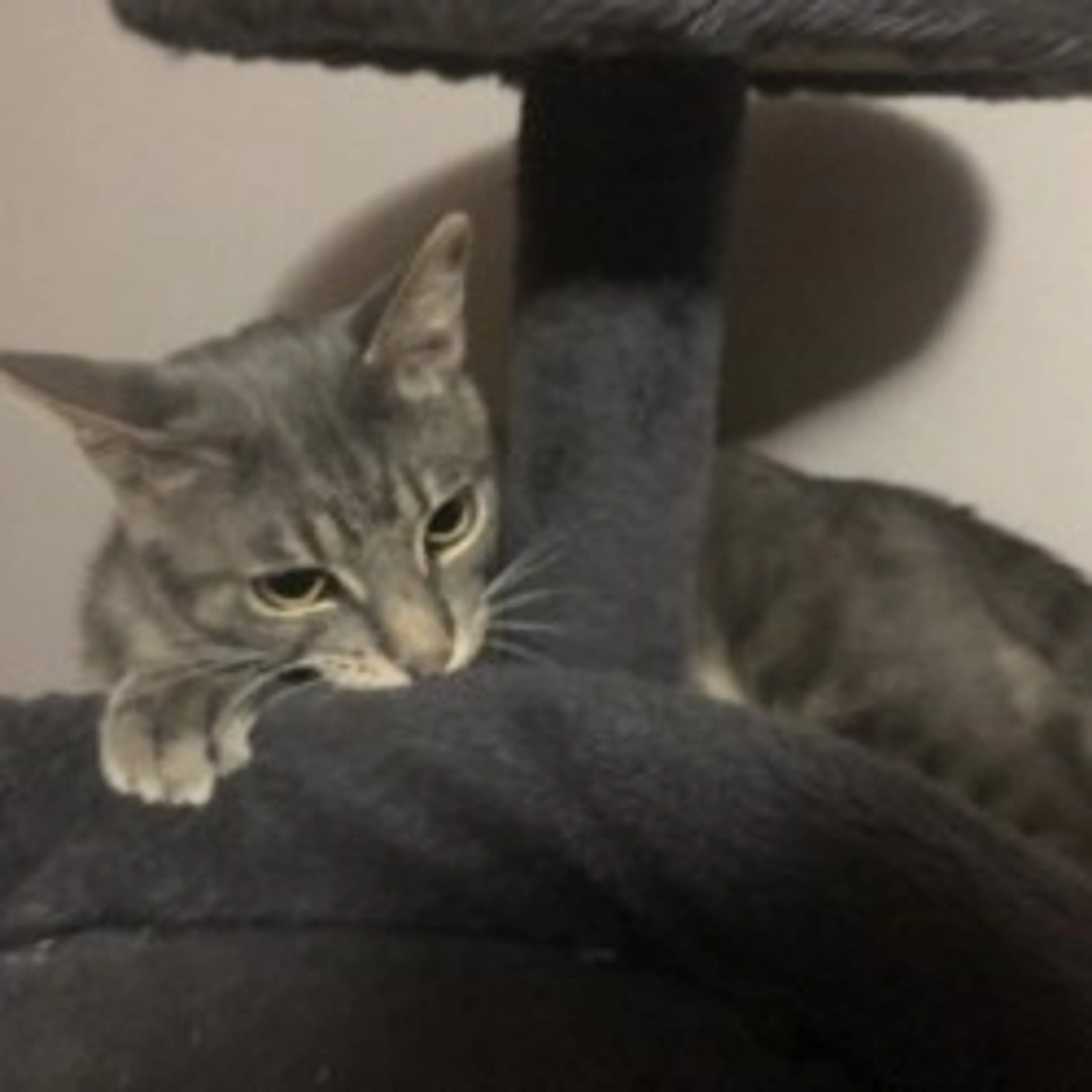 Found pet-23